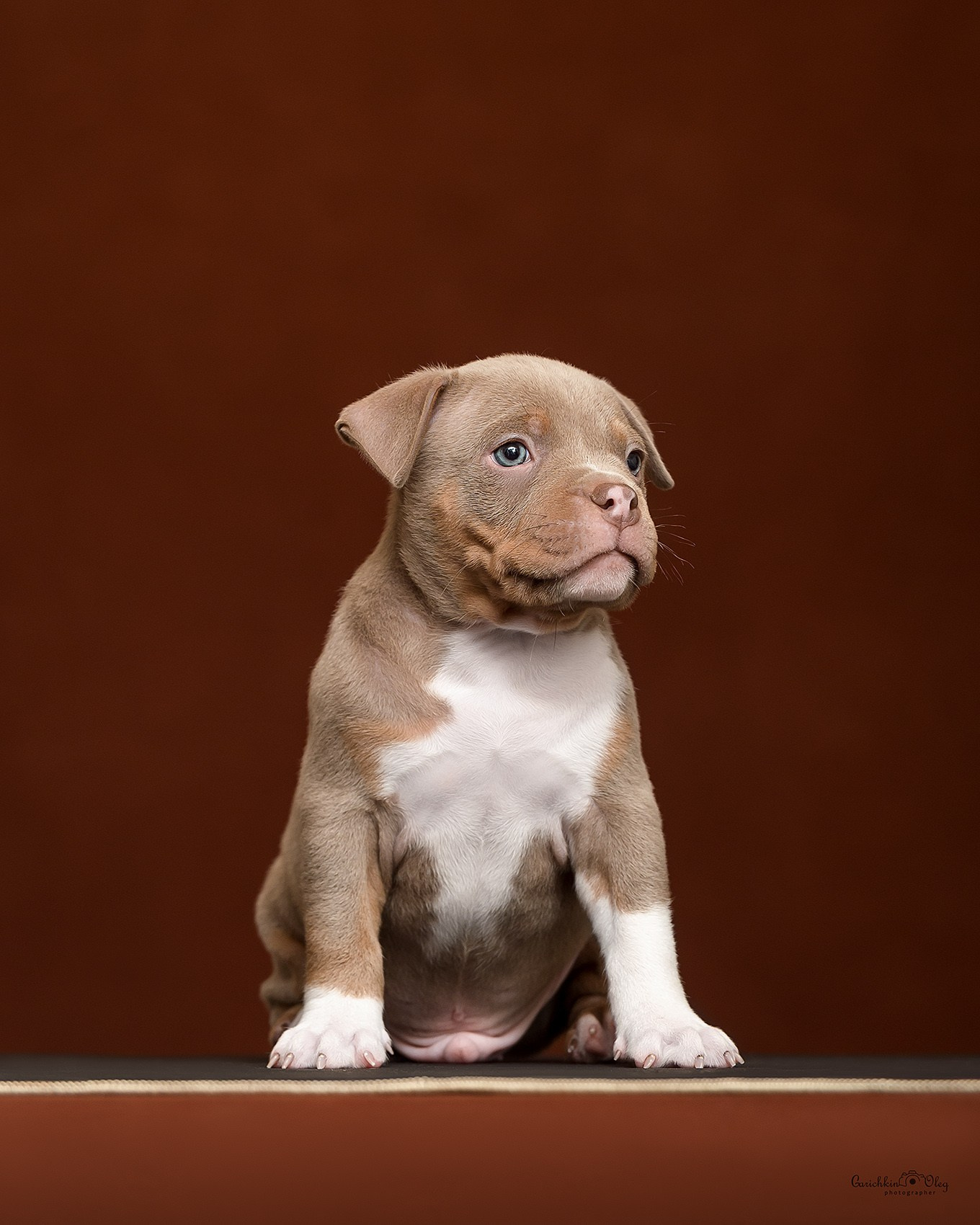 купить щенка American Bully в Нижнем Новгороде