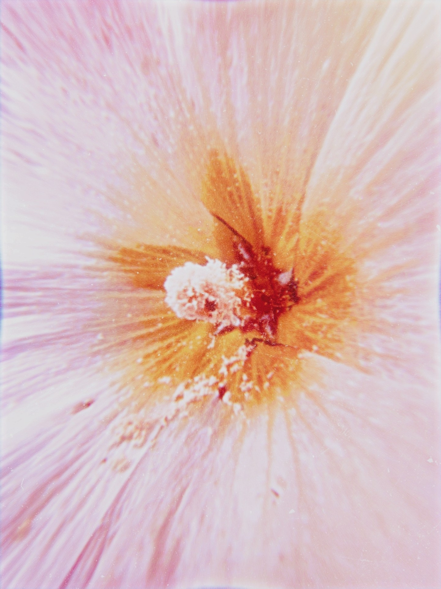 Sveti Sveta • визуальный артист Светлана Дубских