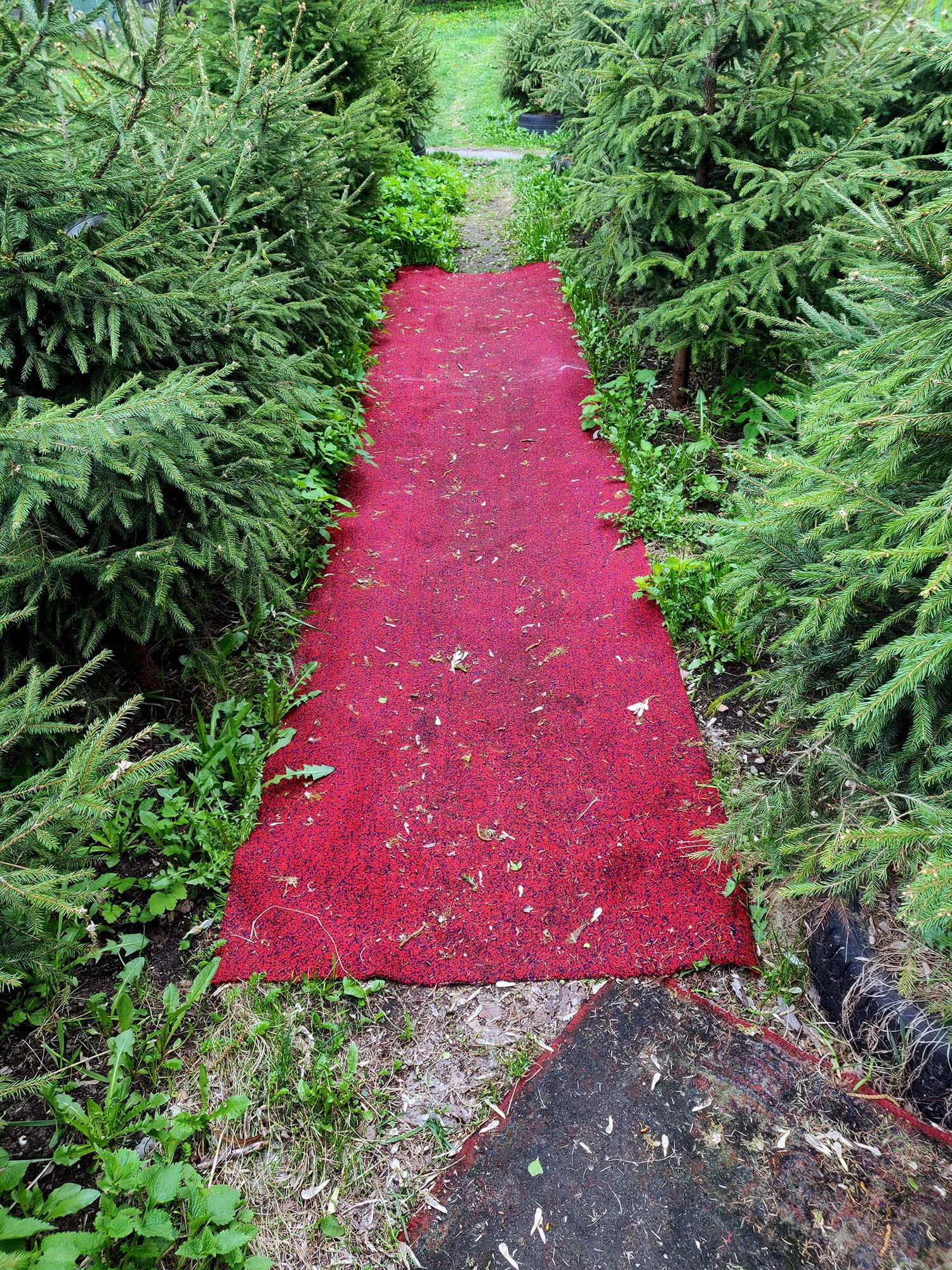 Невозможность путешествовать. Екатерина Васильева художник, куратор и преподаватель