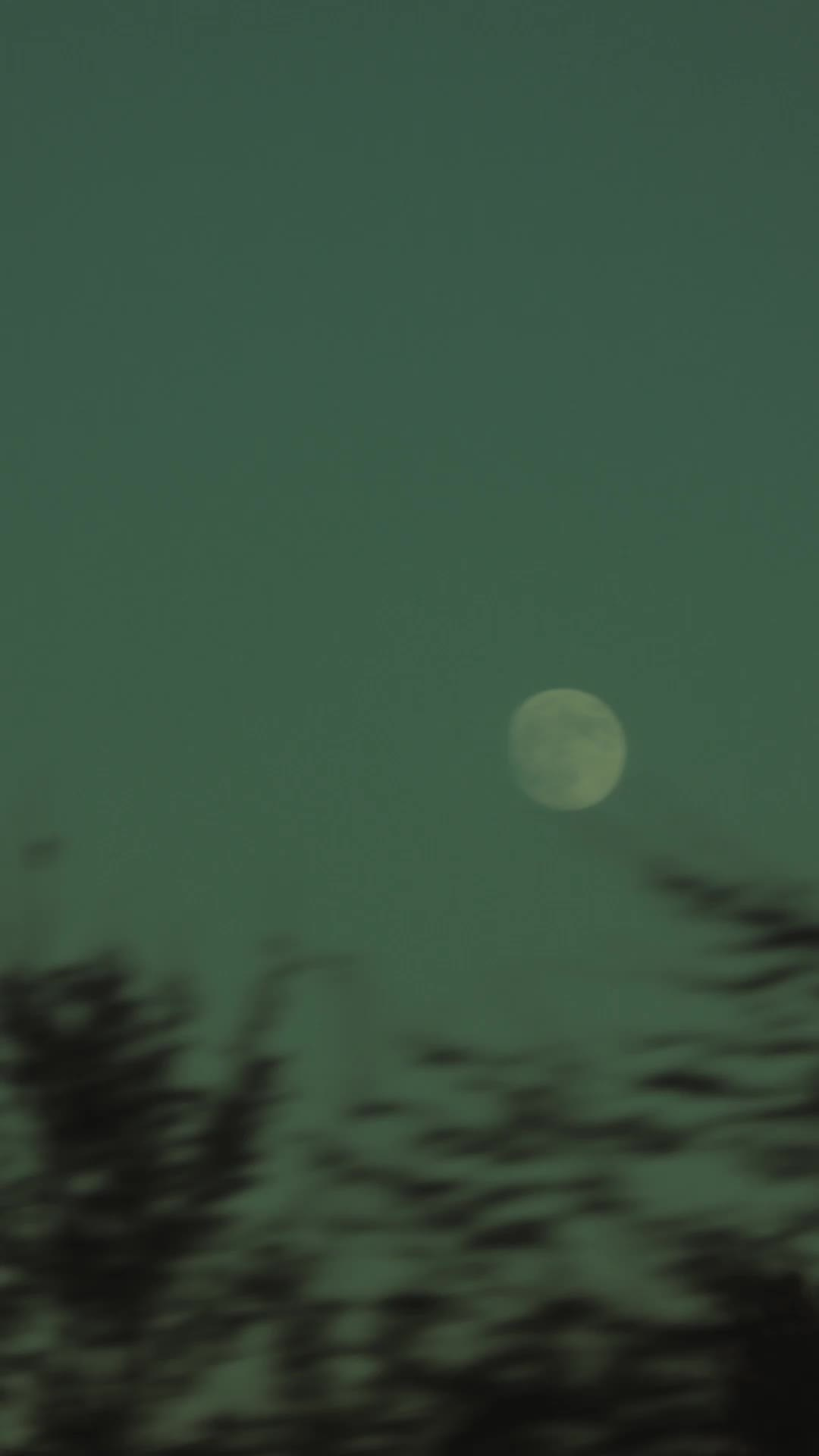 СЪЁМКА, МОНТАЖ ВИДЕО. Cinematic presets video/photo, visual, content creator Lina Pleshakova