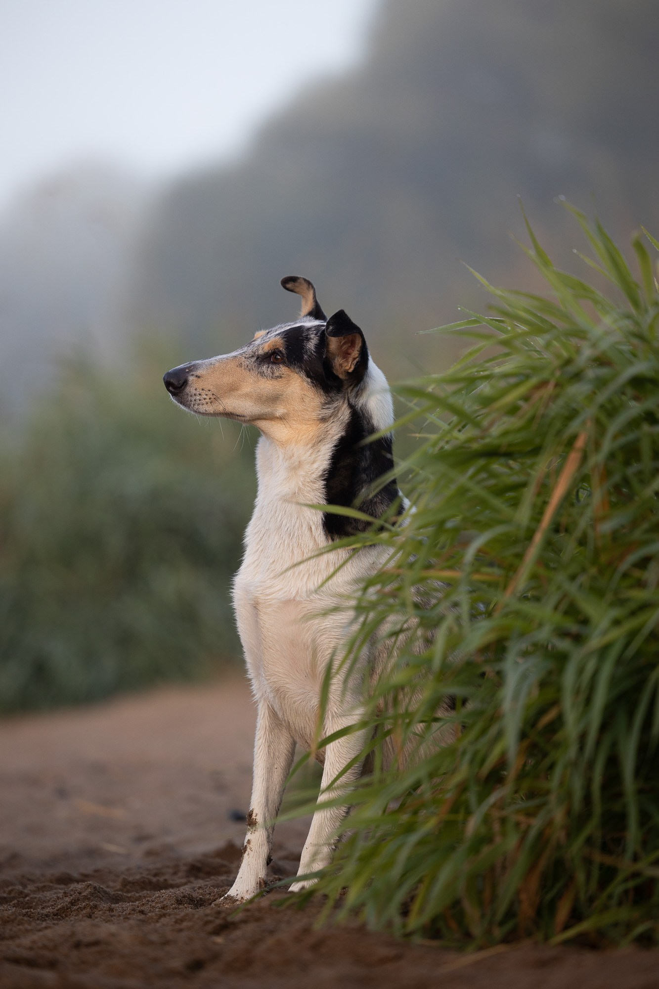 Онлайн-курс по съемке собак. Фотограф Анастасия Ветковская, Москва
