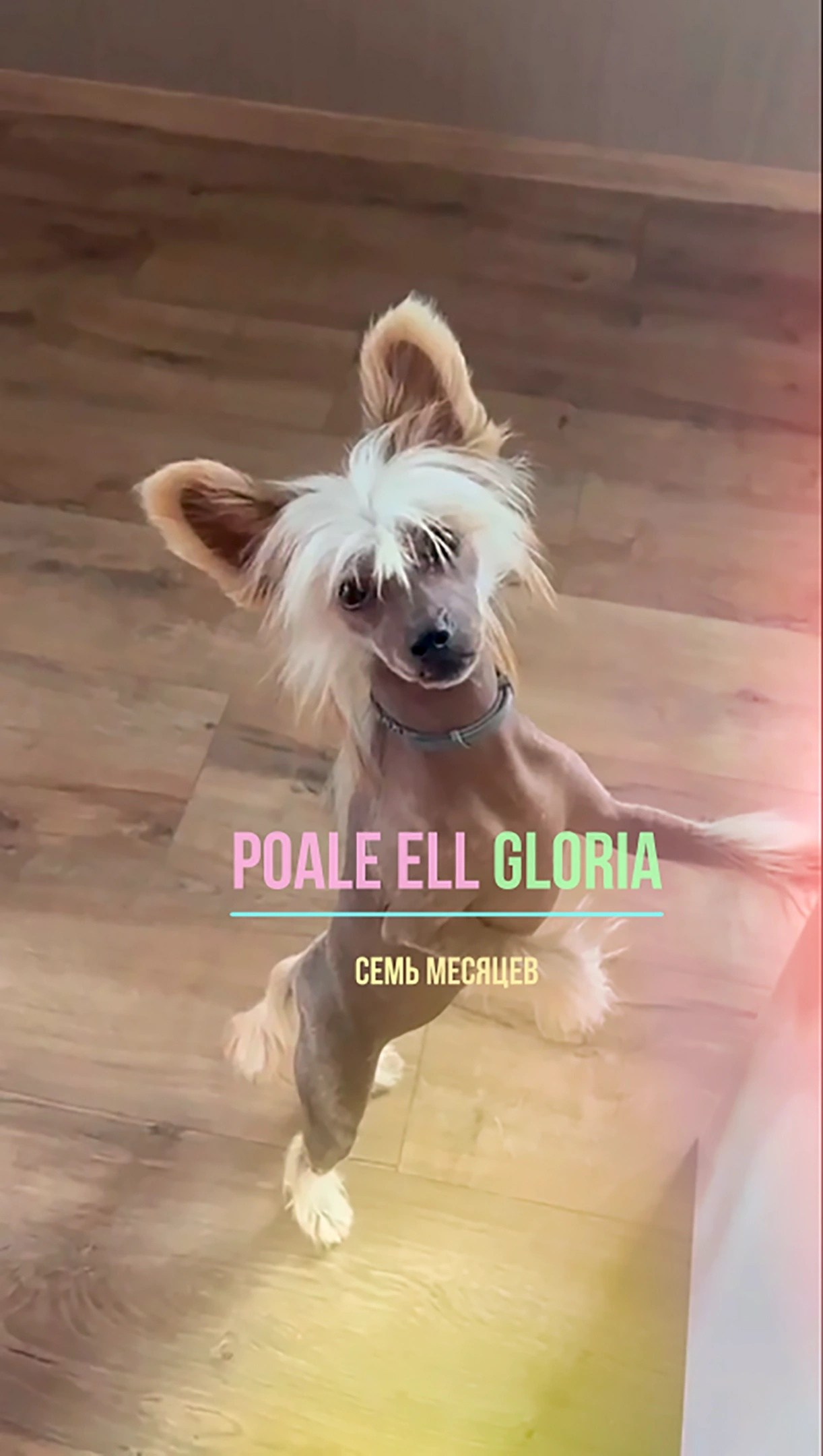 Gloria, Grace’s sister — 7 months. Chinese Crested Dog Kennel Poale Ell