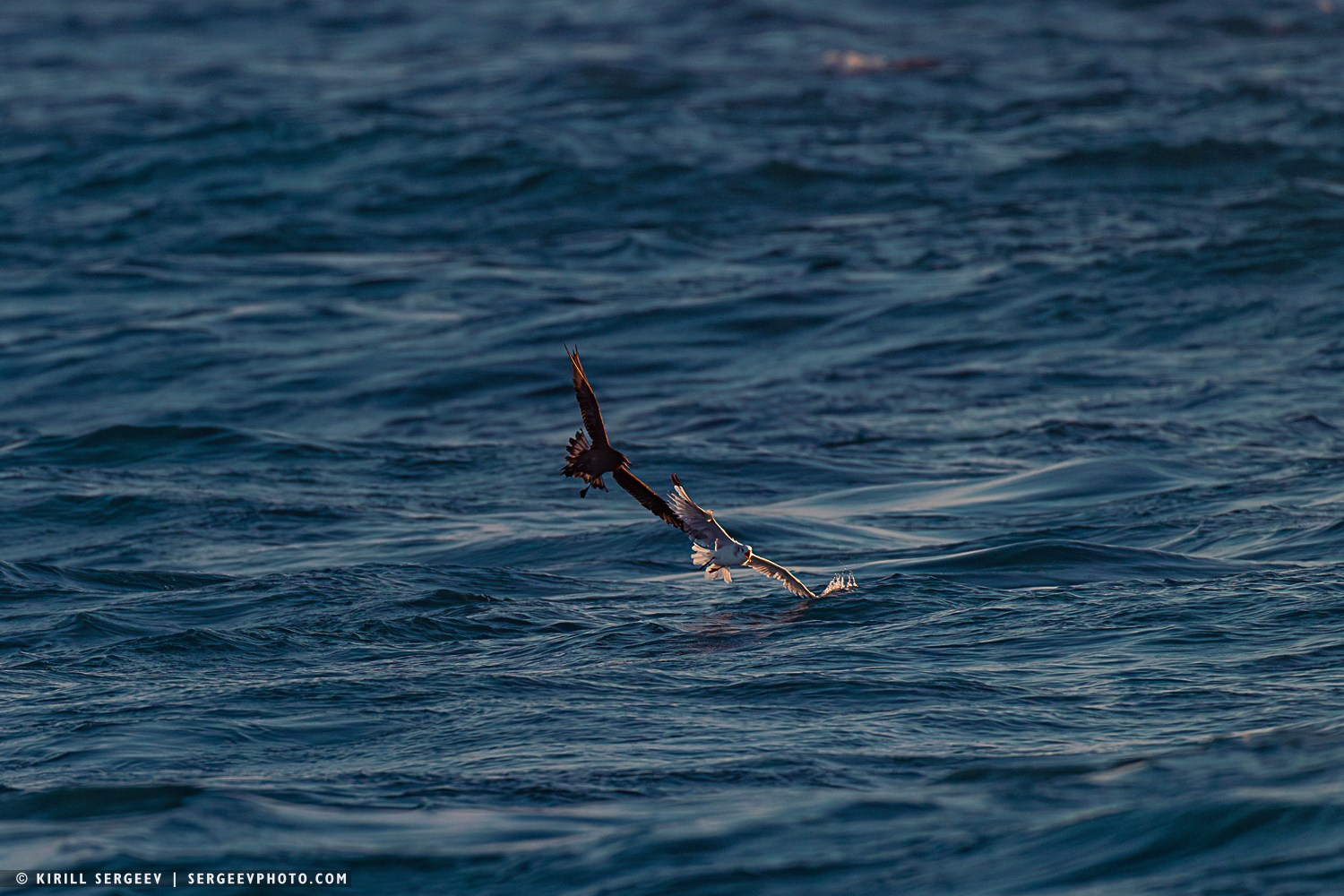 Арктическая одиссея. Фотограф Кирилл Сергеев | Москва