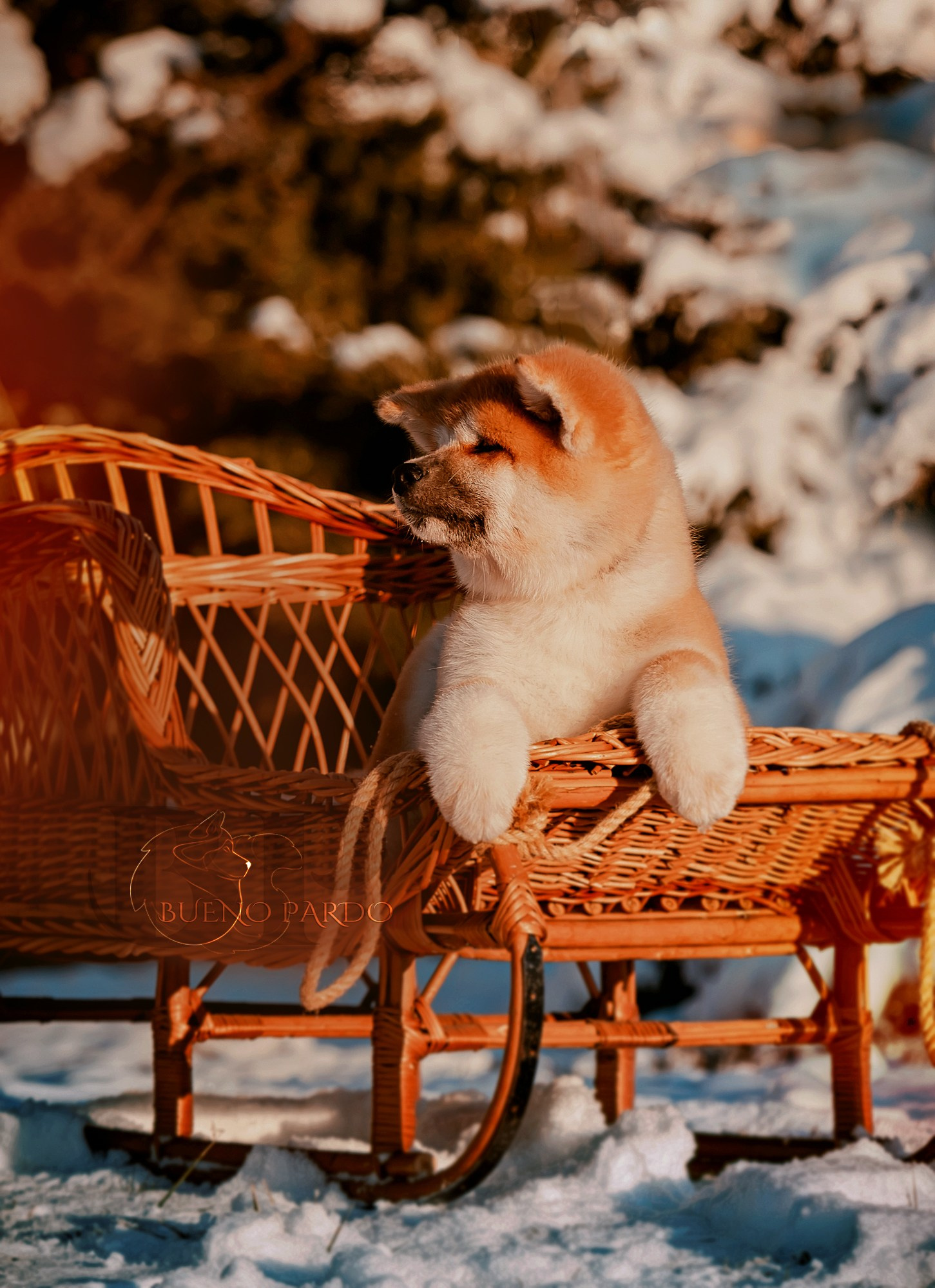 Щенки японской акита ину из питомника. Питомник собак Акита, Хаски, Корги