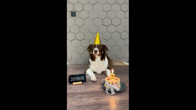 PET-FRENDLY. Организация свадеб и вечеринок