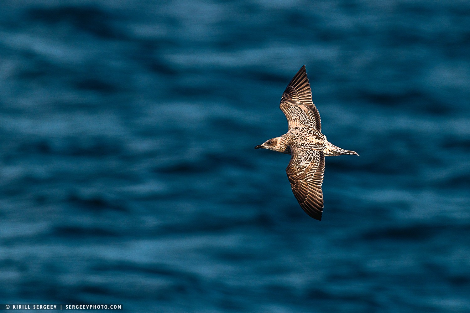 Арктическая одиссея. Фотограф Кирилл Сергеев | Москва