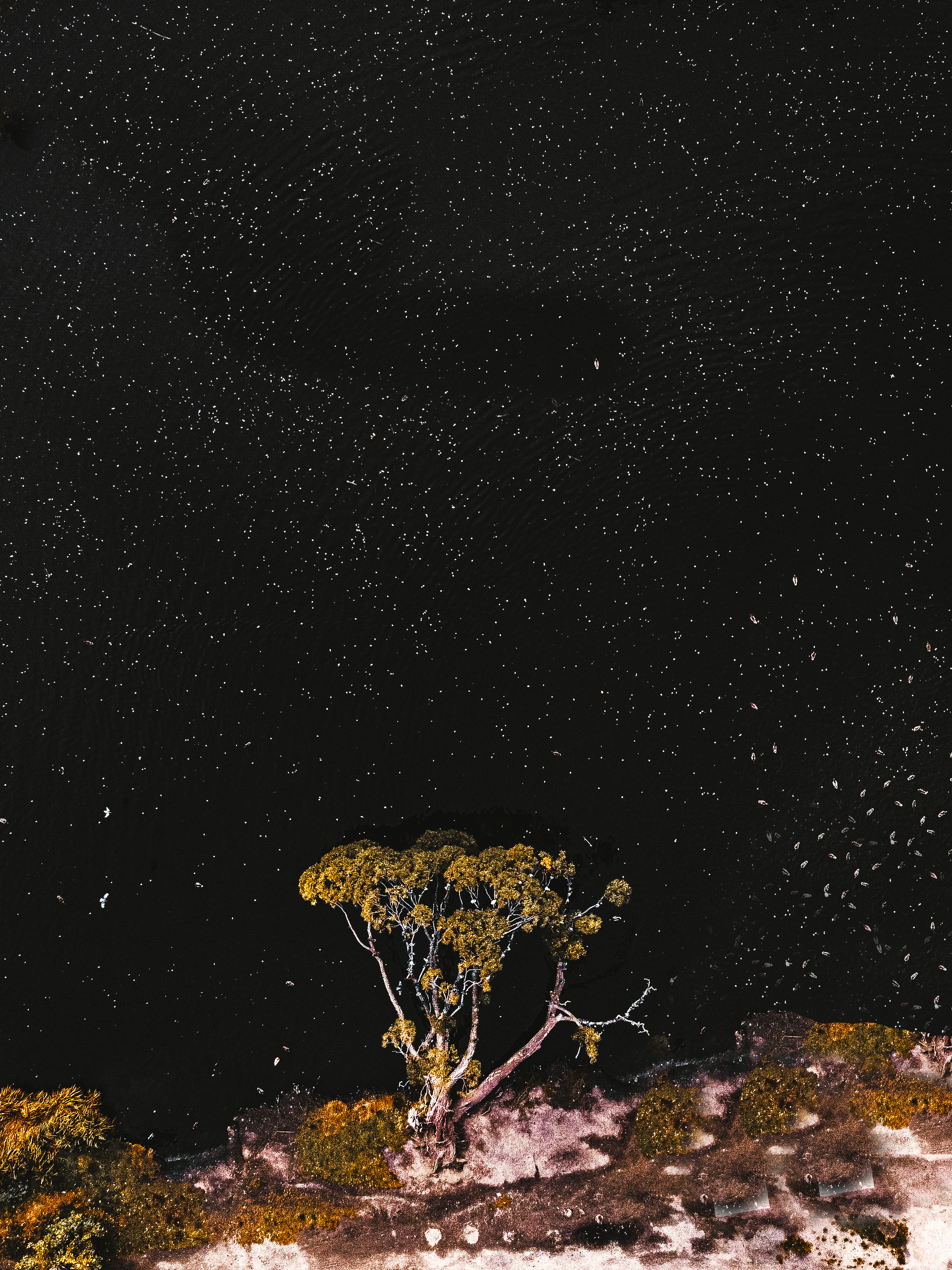 Фотографии с DJI Mavic Mini. Свадебный фотограф в Москве | Антон Матвеев