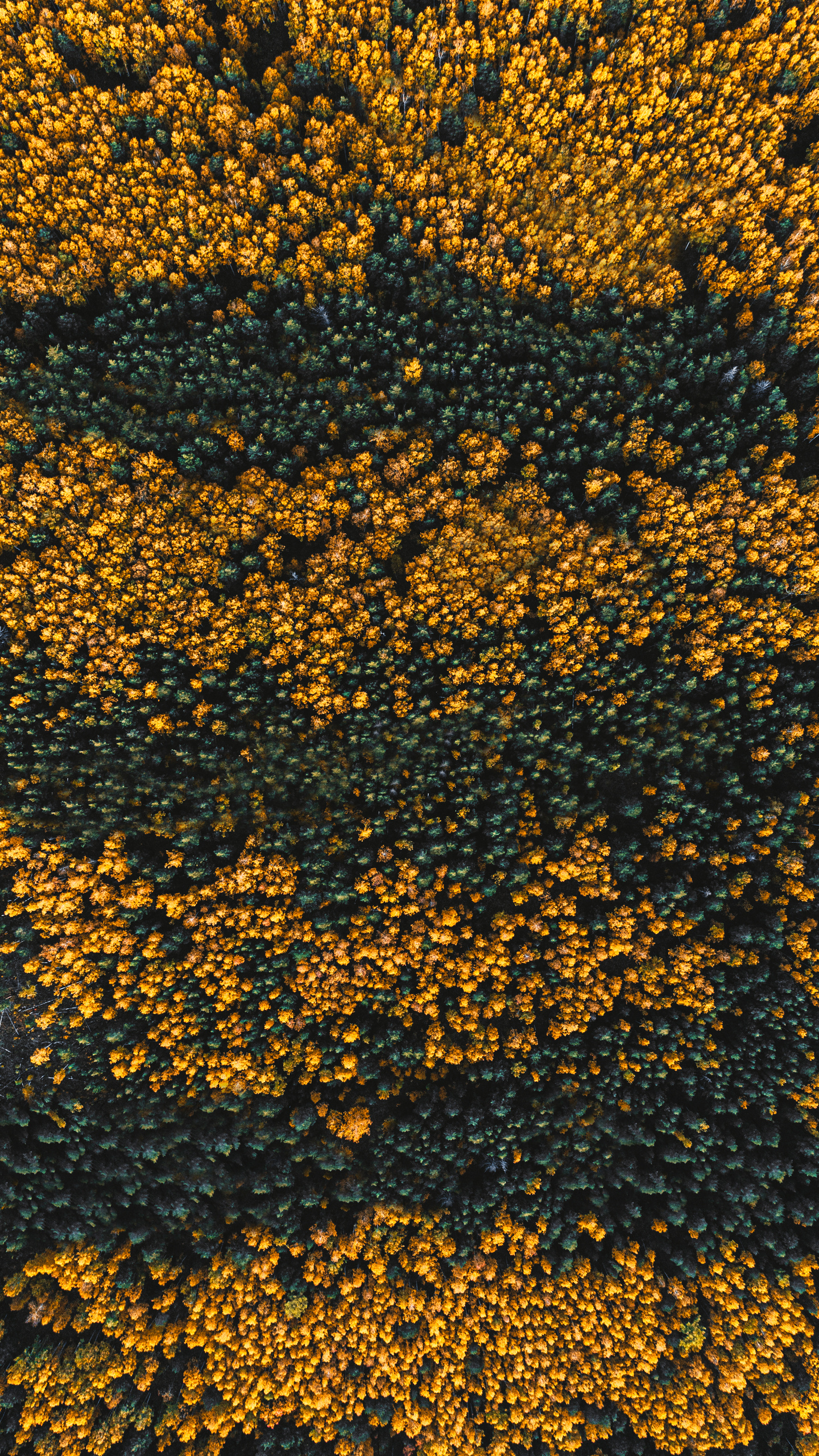 Фотографии с DJI Mavic Mini. Свадебный фотограф в Москве | Антон Матвеев