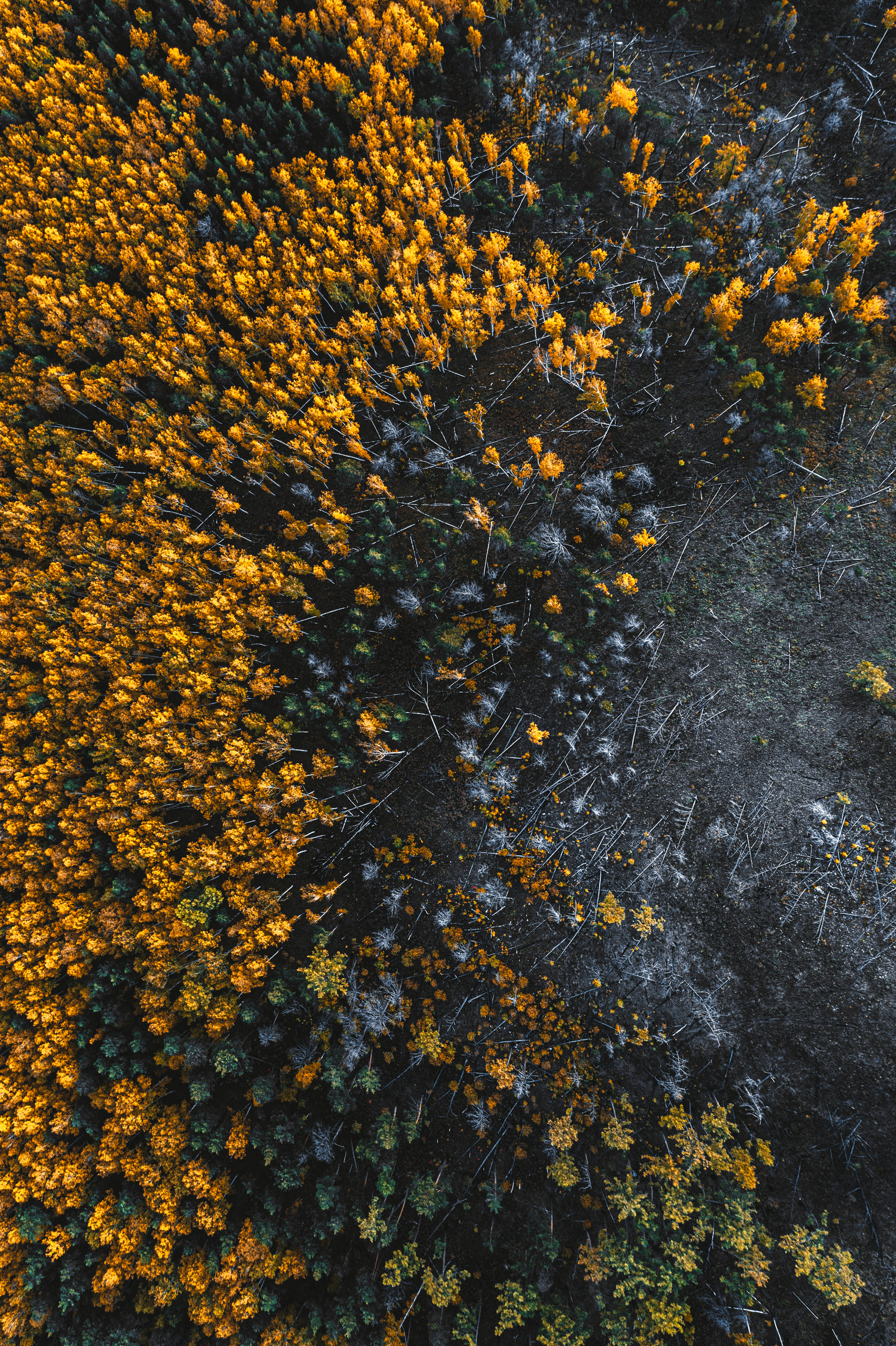 Фотографии с DJI Mavic Mini. Свадебный фотограф в Москве | Антон Матвеев