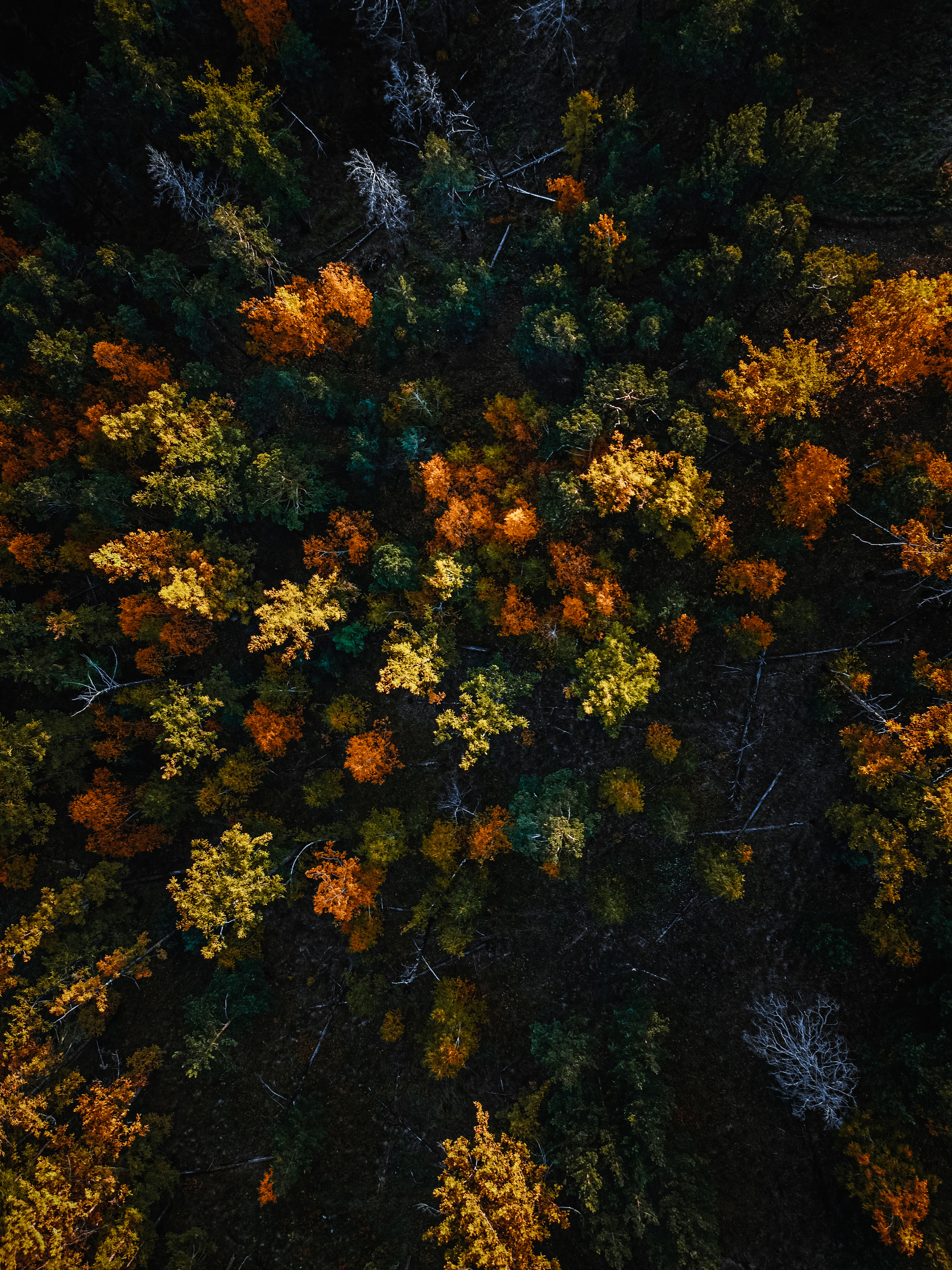 Фотографии с DJI Mavic Mini. Свадебный фотограф в Москве | Антон Матвеев