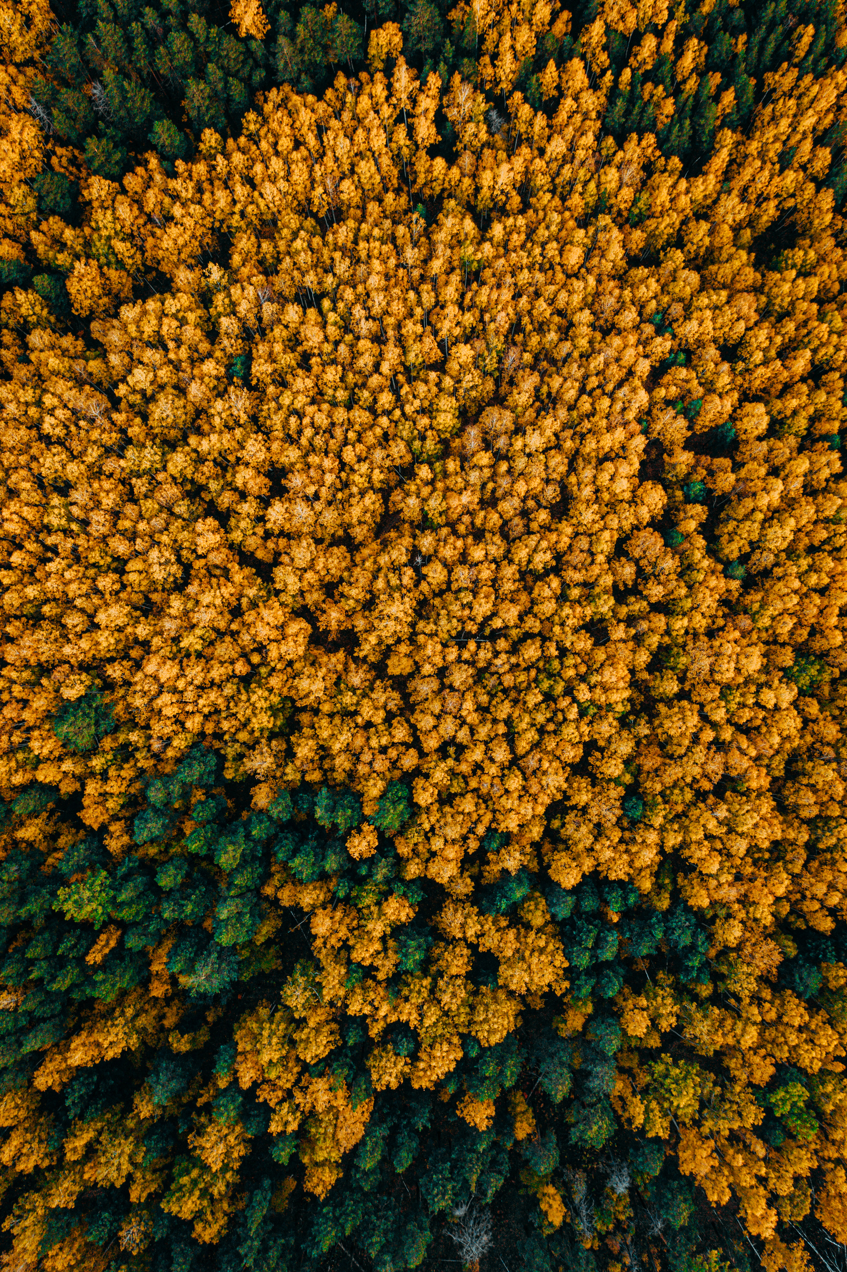 Фотографии с DJI Mavic Mini. Свадебный фотограф в Москве | Антон Матвеев