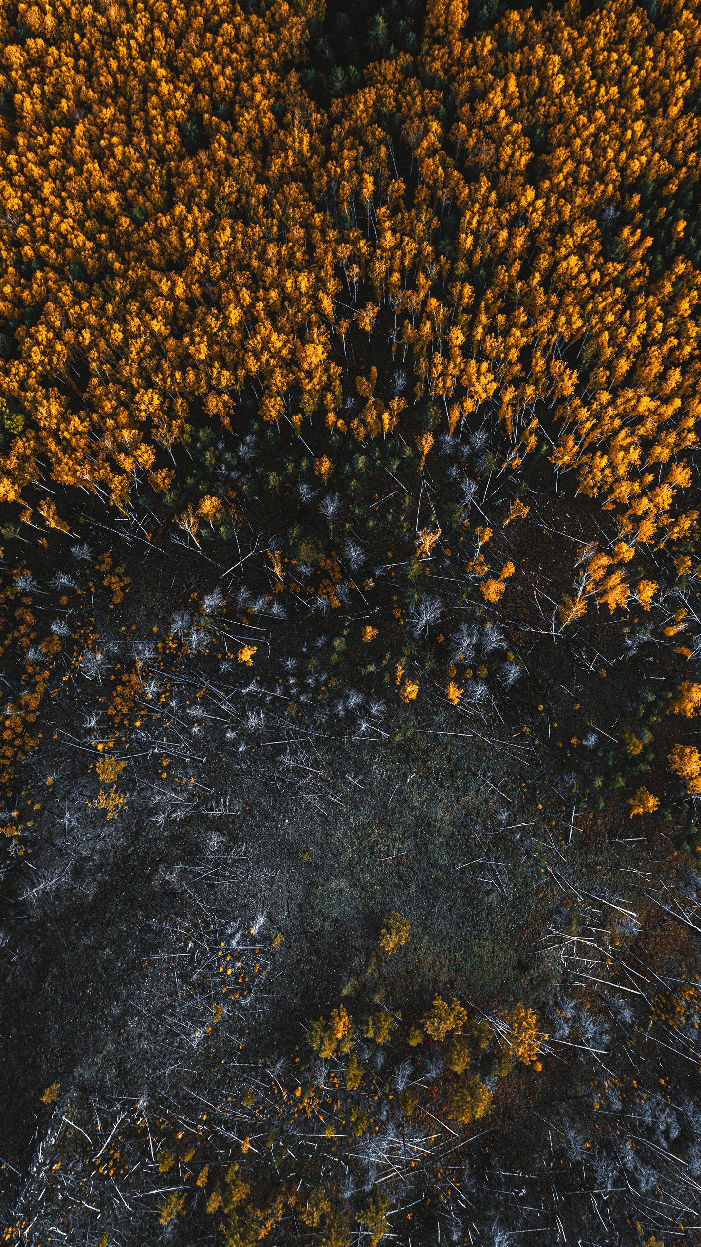 Фотографии с DJI Mavic Mini. Свадебный фотограф в Москве | Антон Матвеев