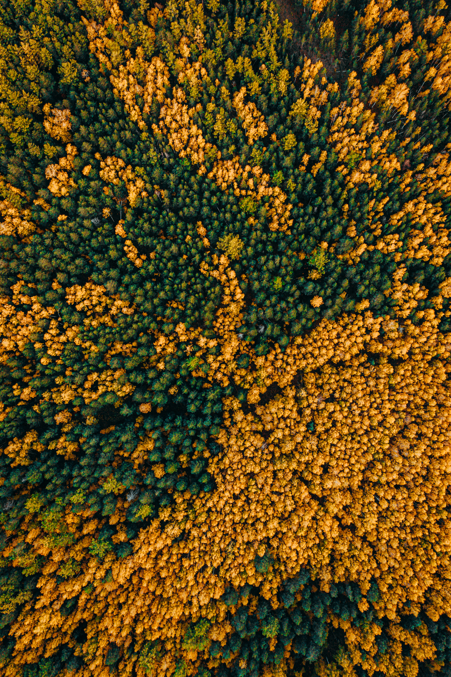 Фотографии с DJI Mavic Mini. Свадебный фотограф в Москве | Антон Матвеев