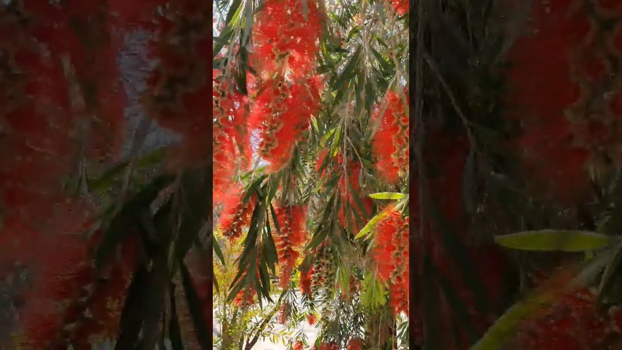 Парки Валенсии. Гид и фотограф в Валенсии Новиков Михаил