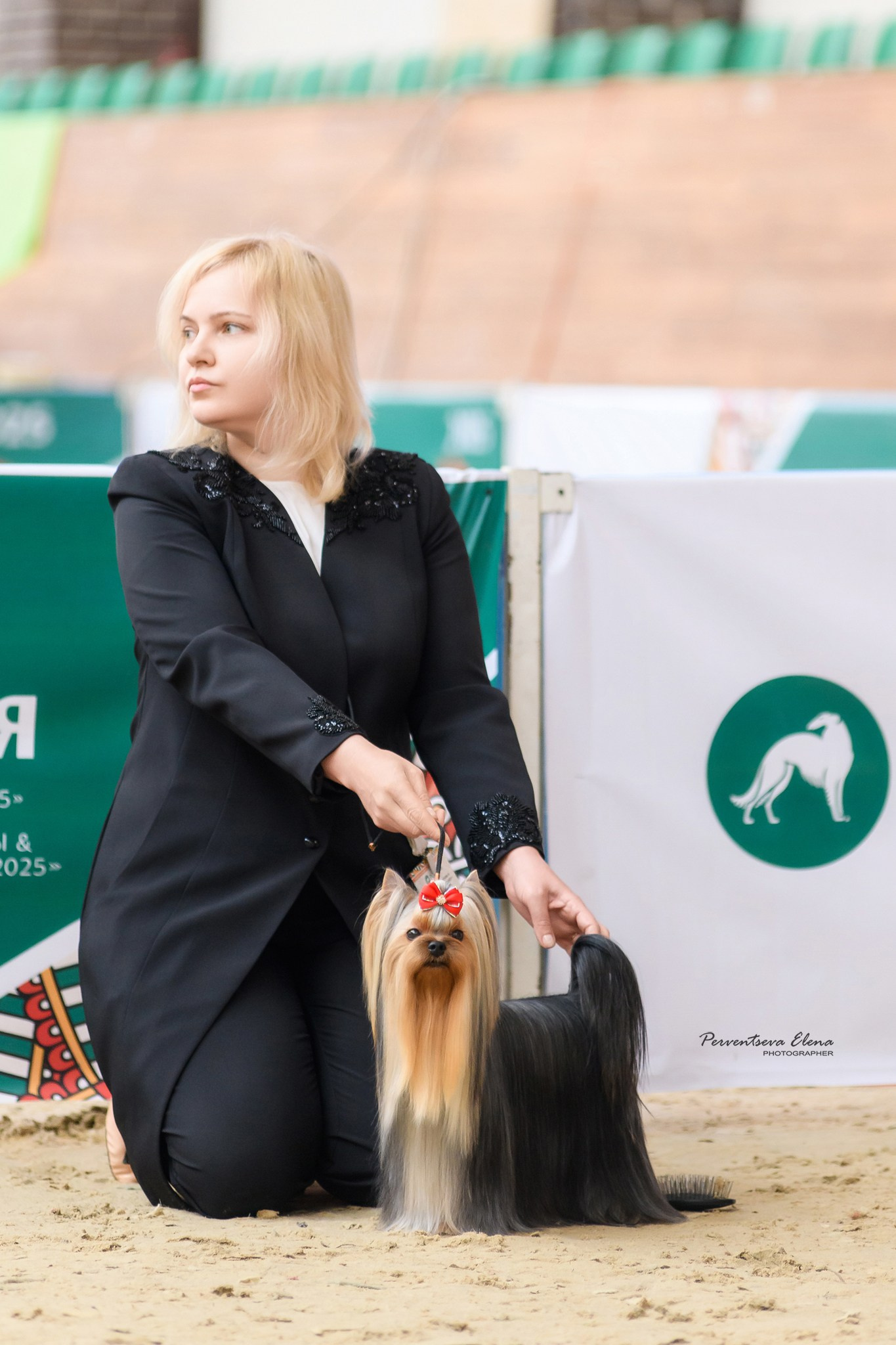 Йоркширский терьер. Выставки. Питомник Воле'Т Шоу Vole'T Shou. Йоркширский терьер — питомник йоркширских терьеров Vole'T Shou