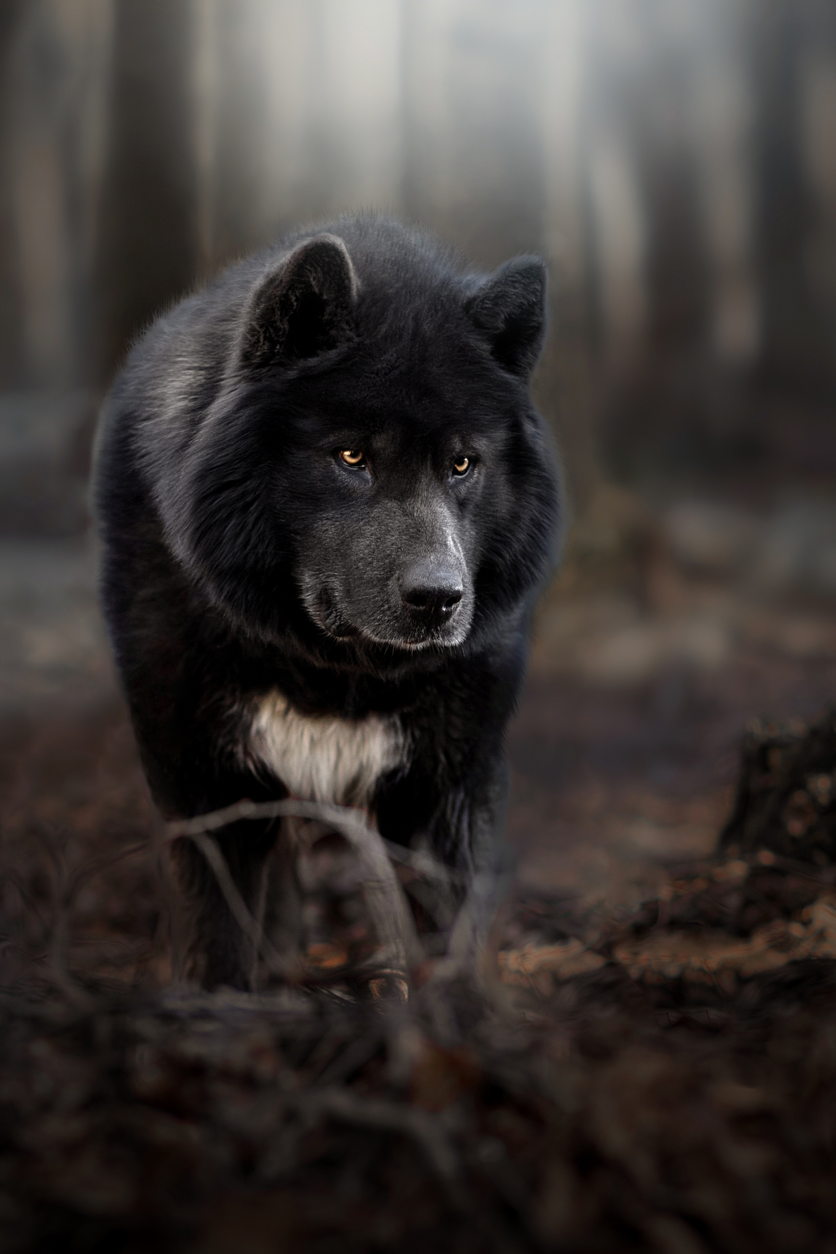 Фотограф анималист в Санкт-Петербурге Светлана Писарева