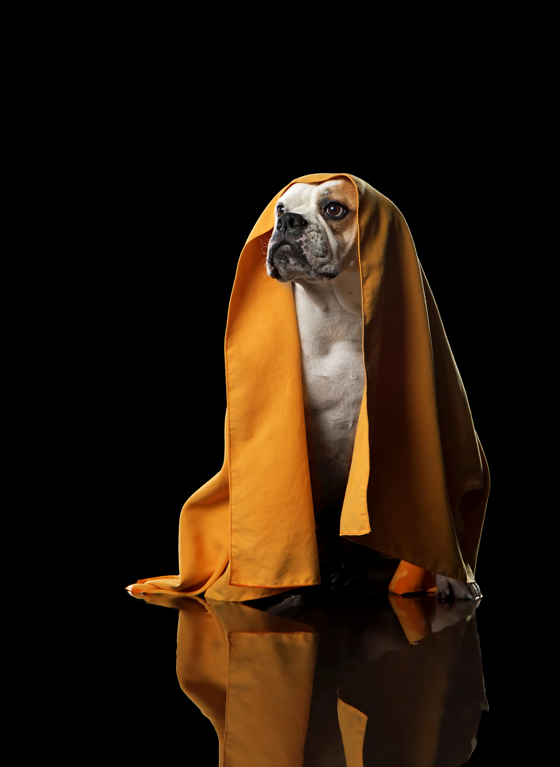 Фотограф анималист в Санкт-Петербурге Светлана Писарева