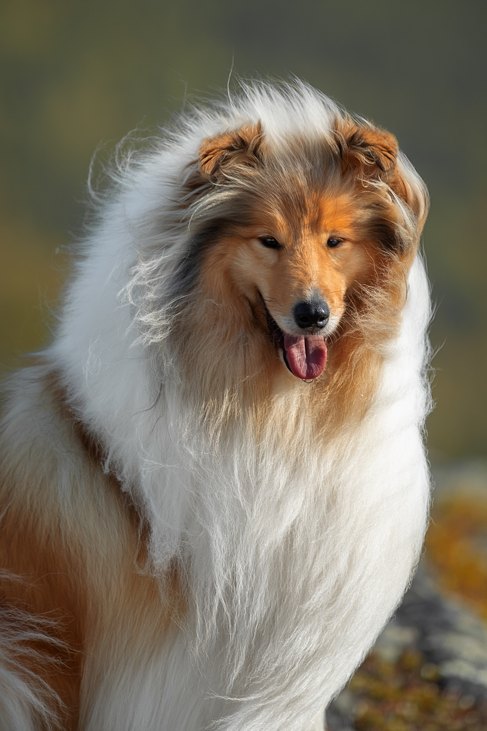 Фотограф анималист в Санкт-Петербурге Светлана Писарева