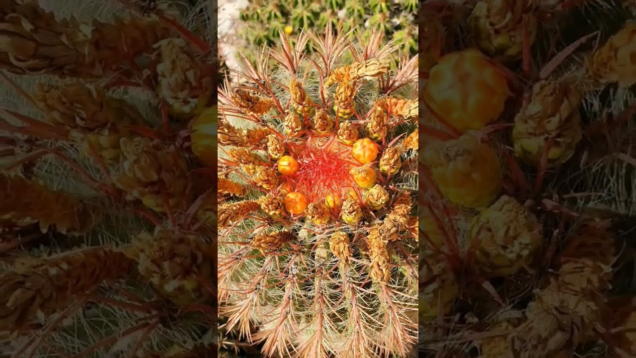 Ботанический сад в Валенсии — старейший в Европе. Гид и фотограф в Валенсии Новиков Михаил