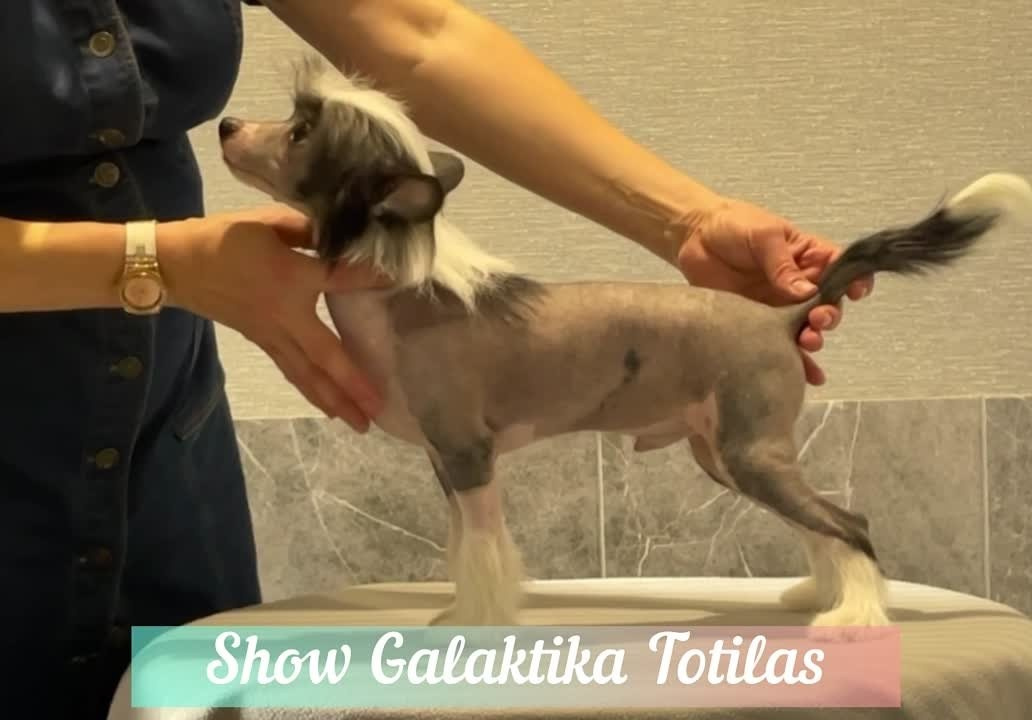 Честер (Poale Ell Chester) стал папой. Питомник китайских хохлатых собак Poale Ell: купить щенка