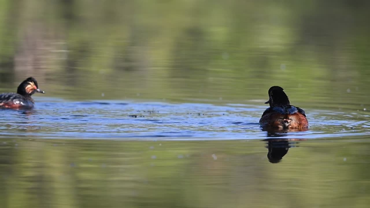 Ну как можно было назвать ее поганкой?!. Фотограф Сергей Пупонин