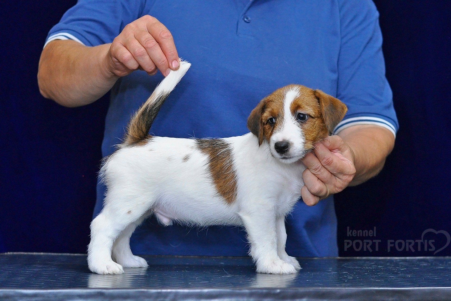 2026 Litter C-K male 1. Щенки джек рассел терьера, питомник РКФ, питомник джек рассел терьеров, питомник Порт Фортис, kennel PORT FORTIS