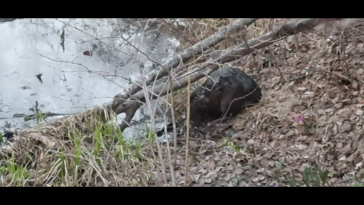 И снова весна в черневой тайге…. Профессиональный пейзажный фотограф Алёна Рубан