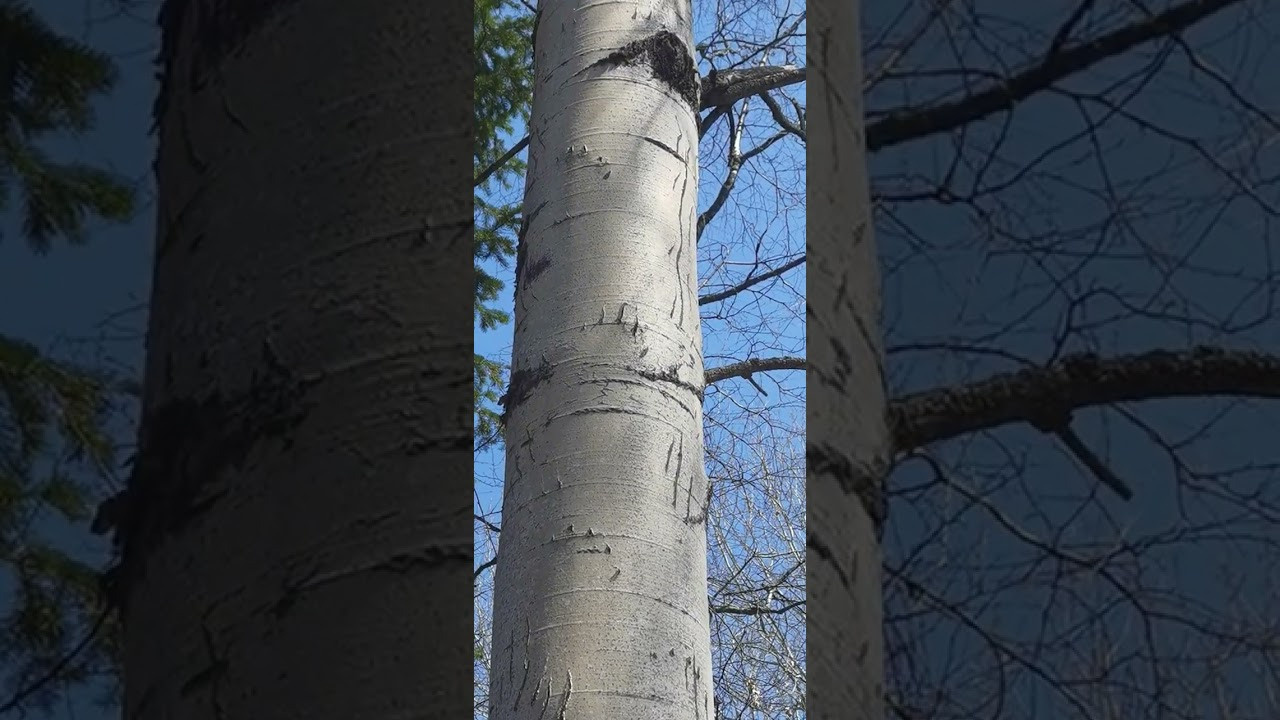И снова весна в черневой тайге…. Профессиональный пейзажный фотограф Алёна Рубан