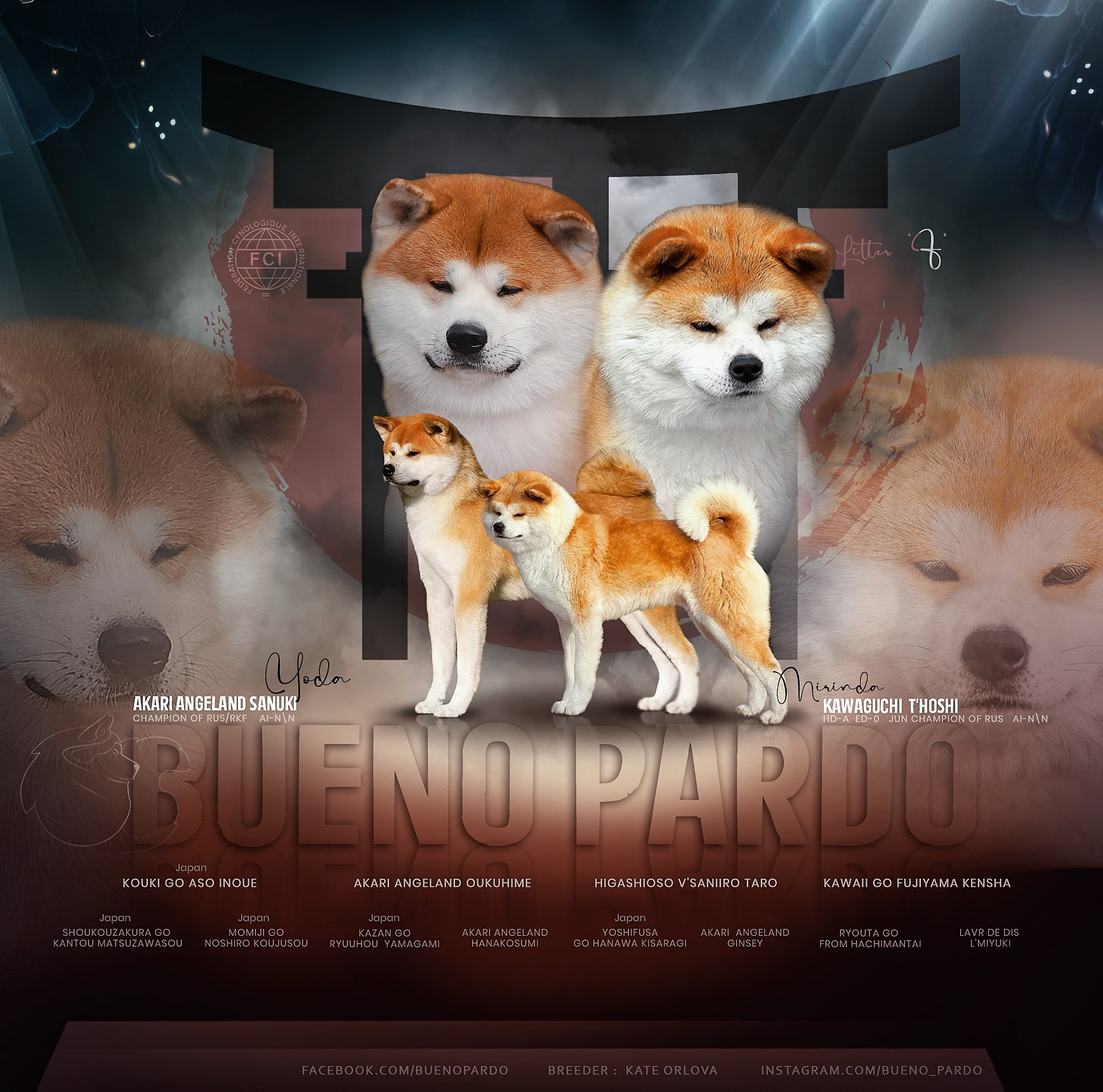 Щенки японской акита ину из питомника. Питомник собак Акита, Хаски, Корги