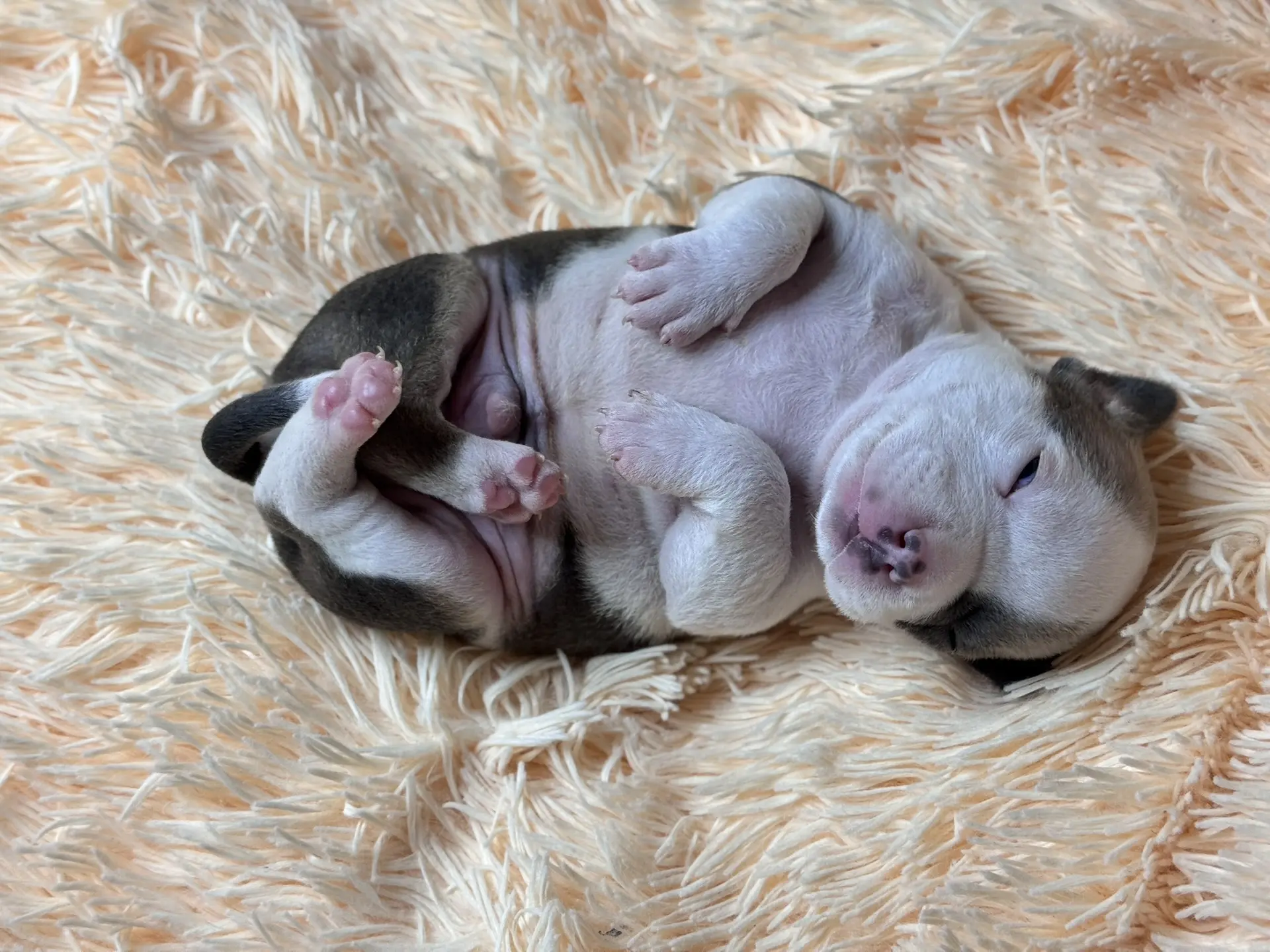 Все свободные щенки. Американский Булли в г. Ростов-на-Дону. Питомник THE POWER OF SIBERIA