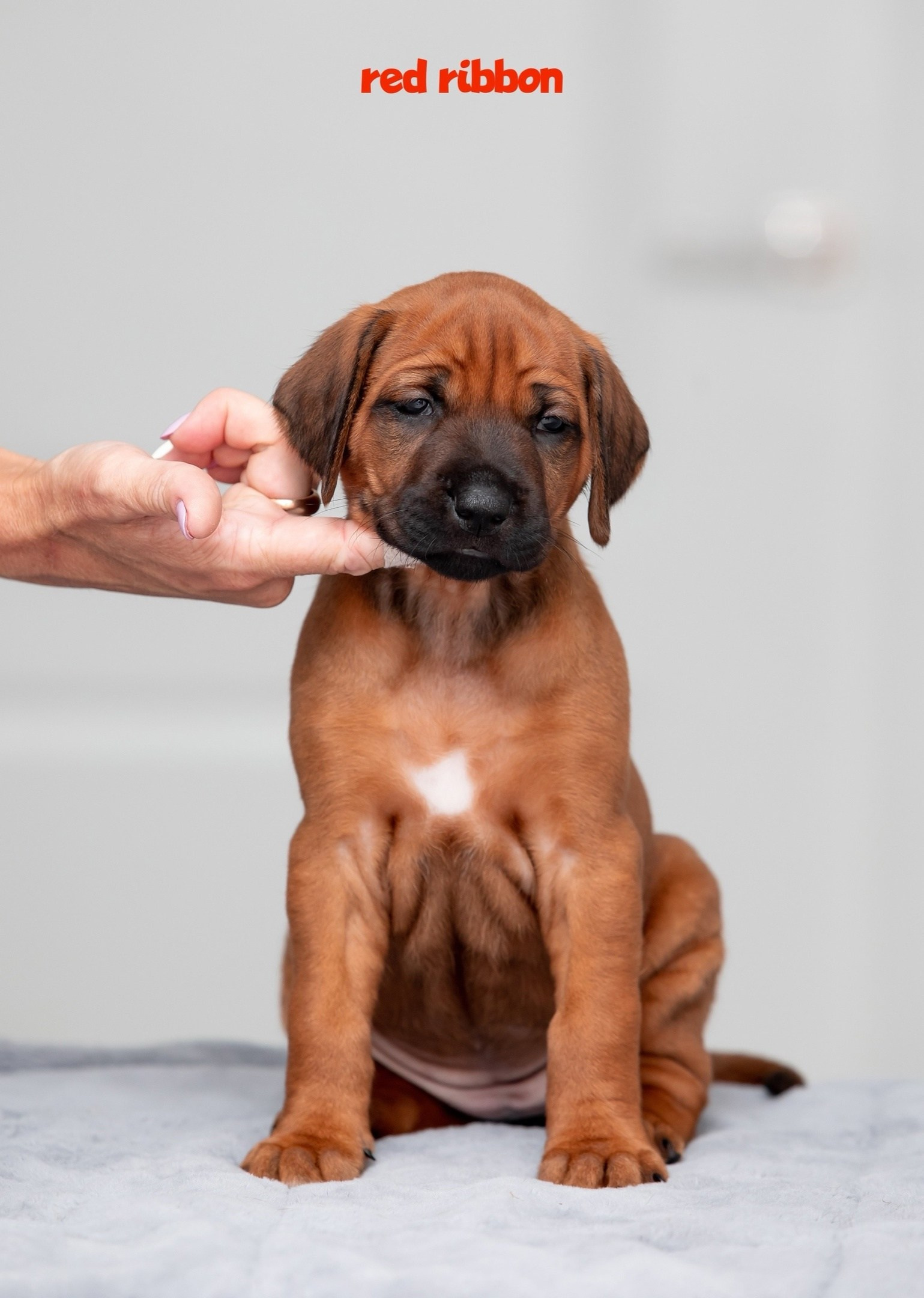 Помет Hakuna Matata. Родезийские Риджбеки в Санкт-Петербурге