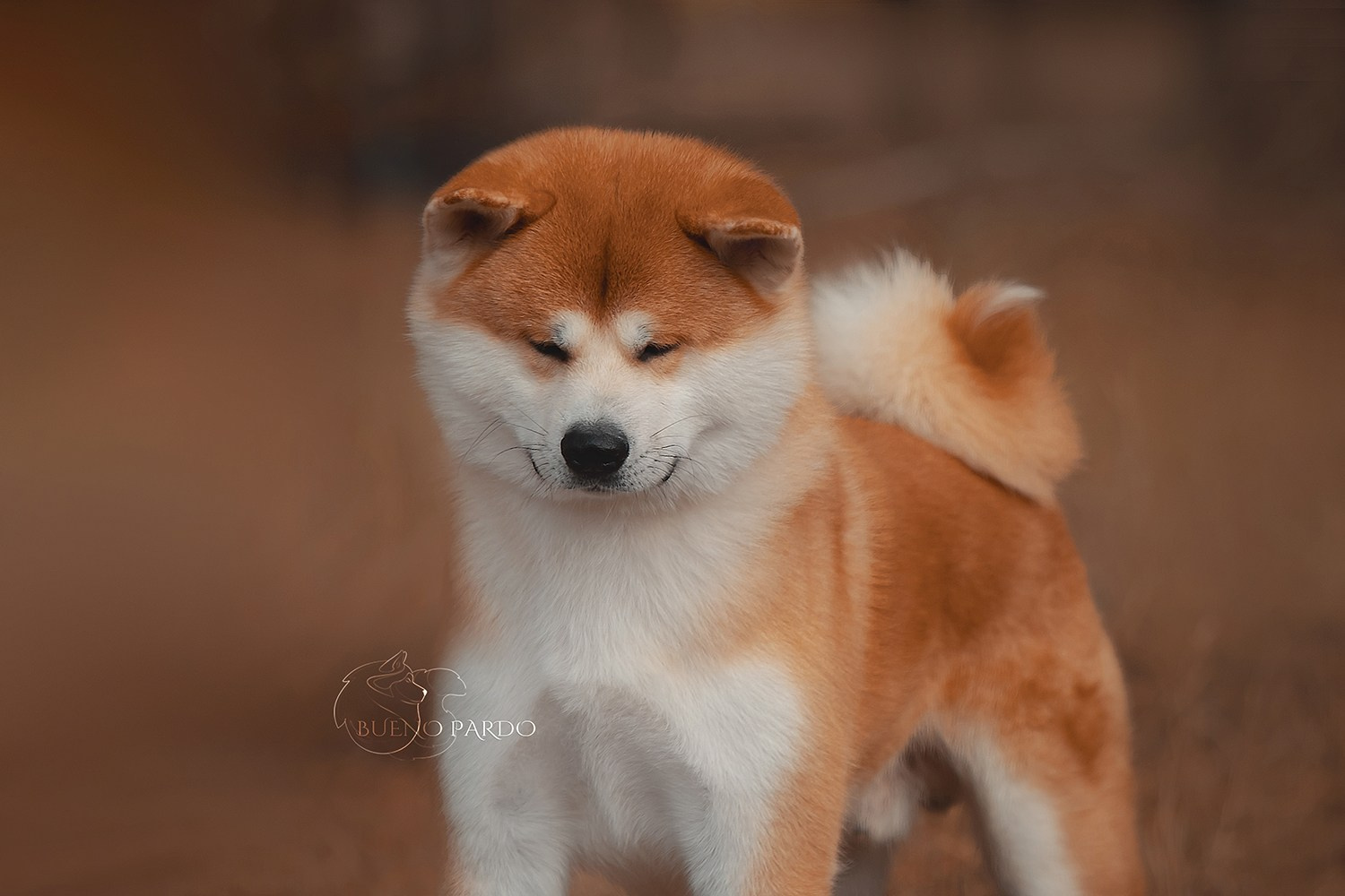 Щенки японской акита ину из питомника. Питомник собак Акита, Хаски, Корги