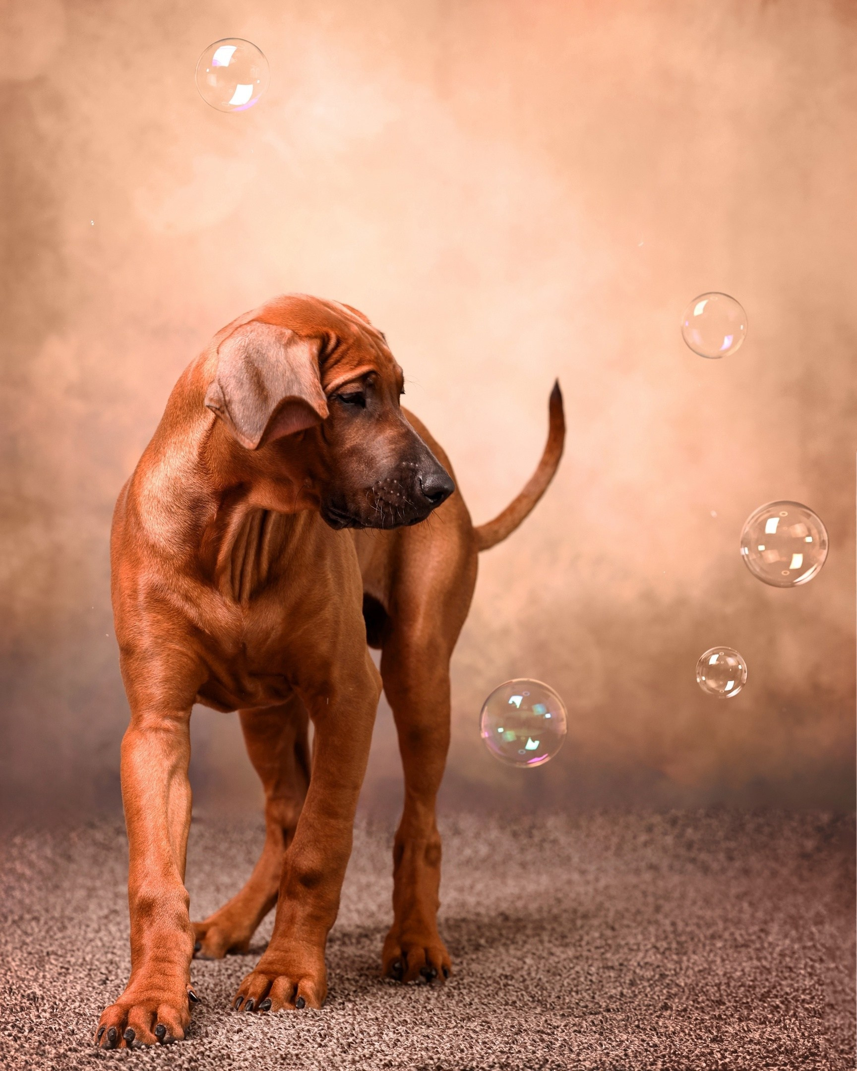 BILBERRY BISCUITS Iz Doma Narayzi. Родезийские Риджбеки в Санкт-Петербурге