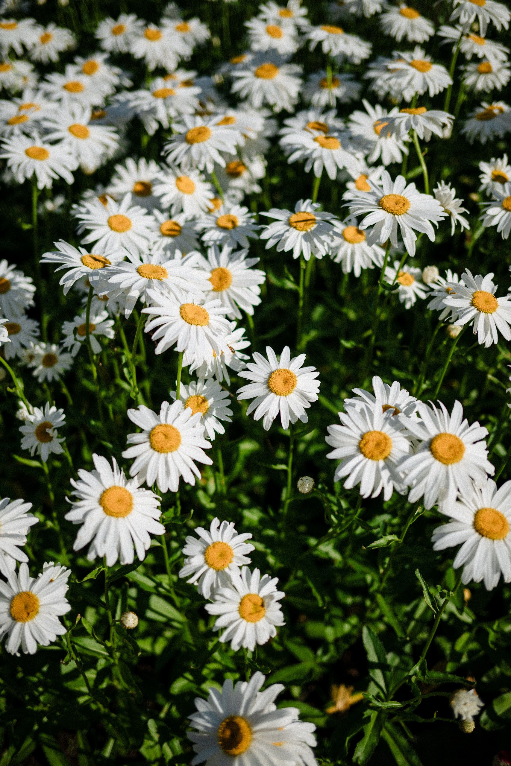 Пресеты. Асхат Бардынов