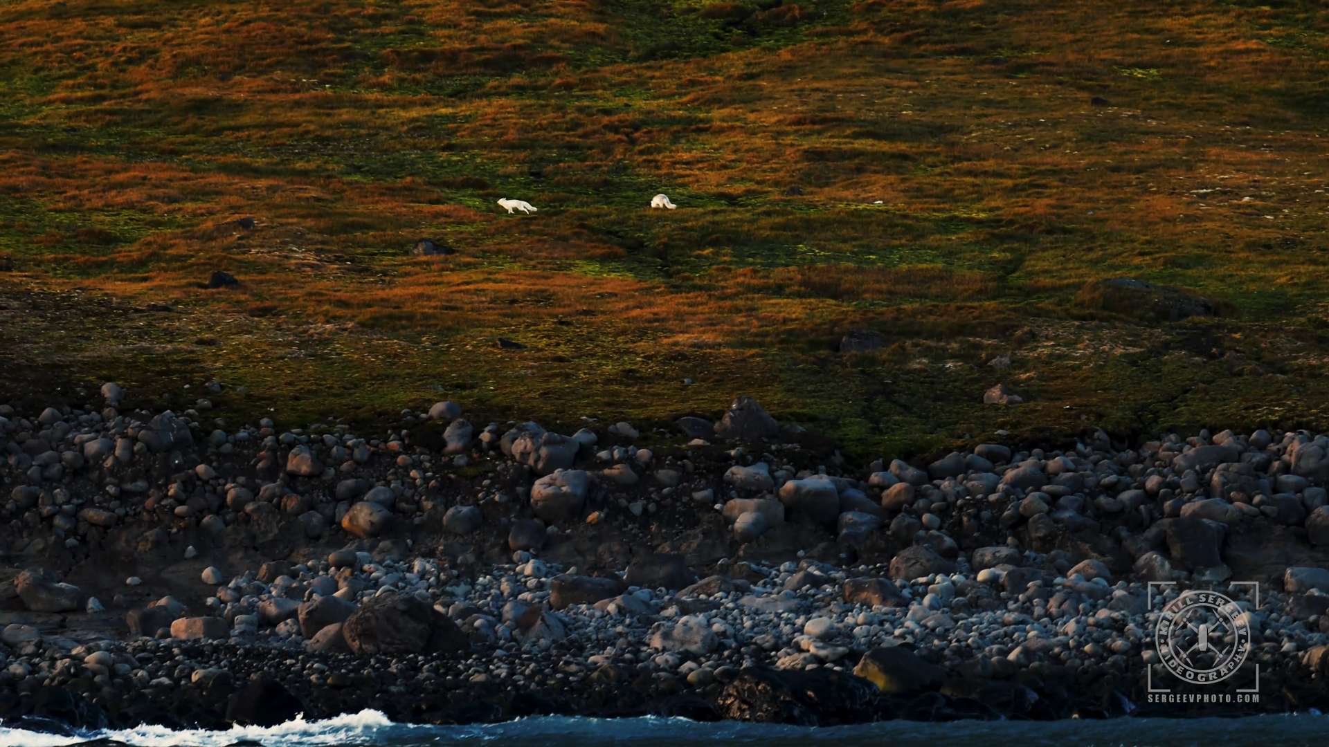 ARCTIC FILM. Photographer Kirill Sergeev | Moscow