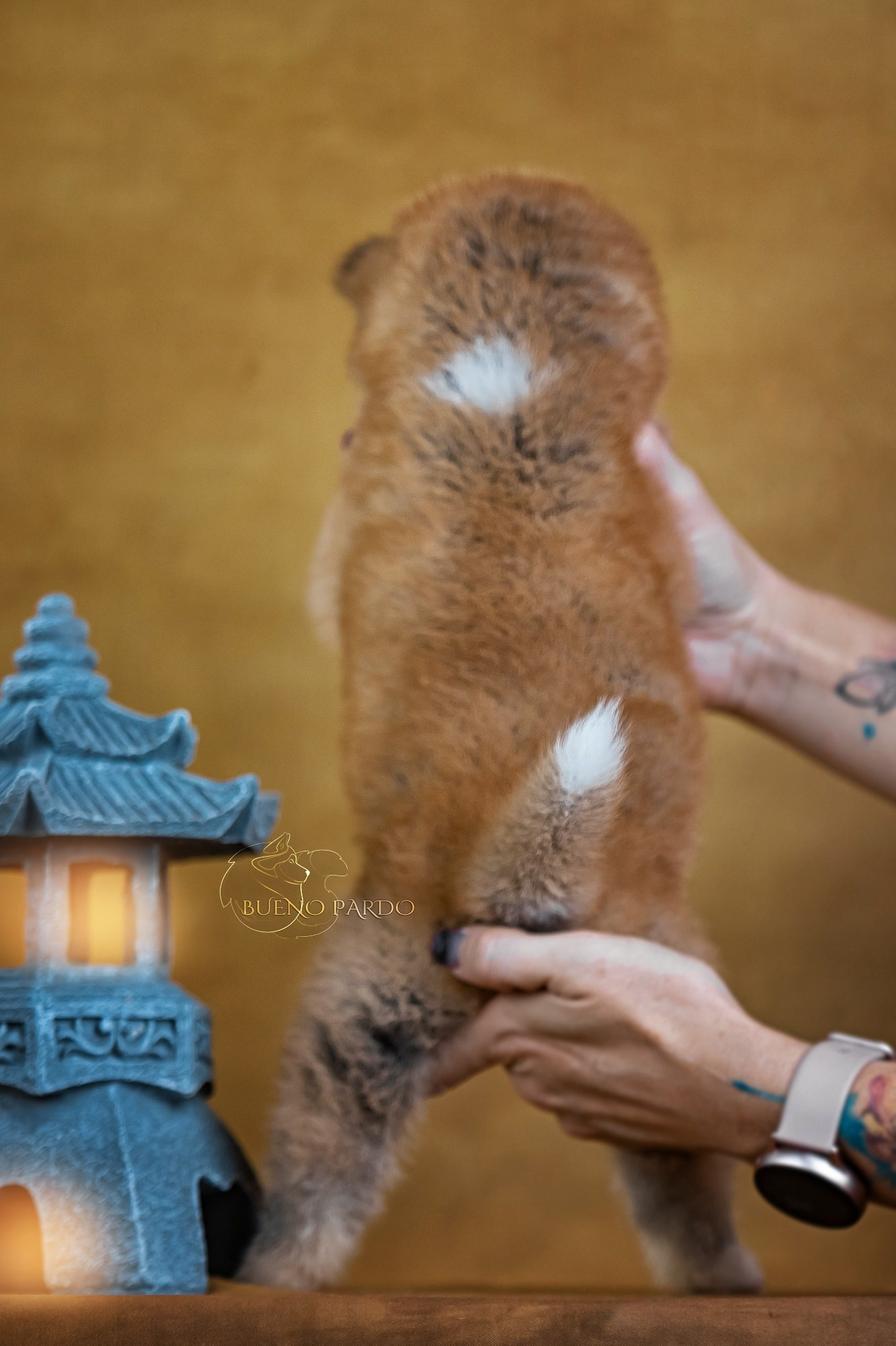 Щенки японской акита ину из питомника. Питомник собак Акита, Хаски, Корги