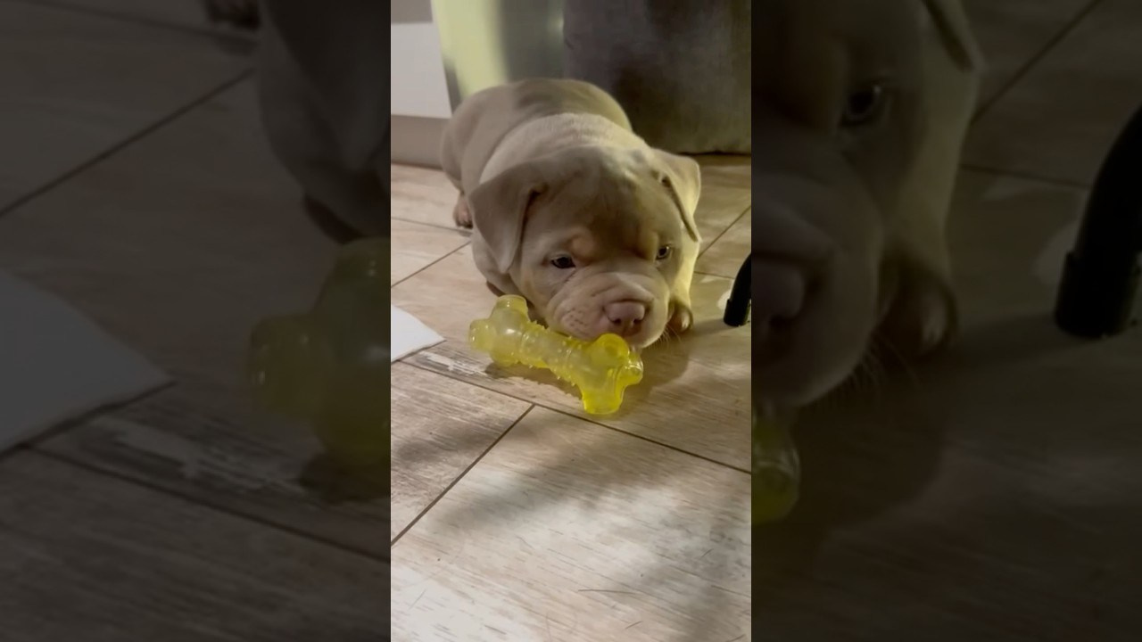 Bounty Pride Bully Tyron. Питомник американских булли Bounty Pride Bully