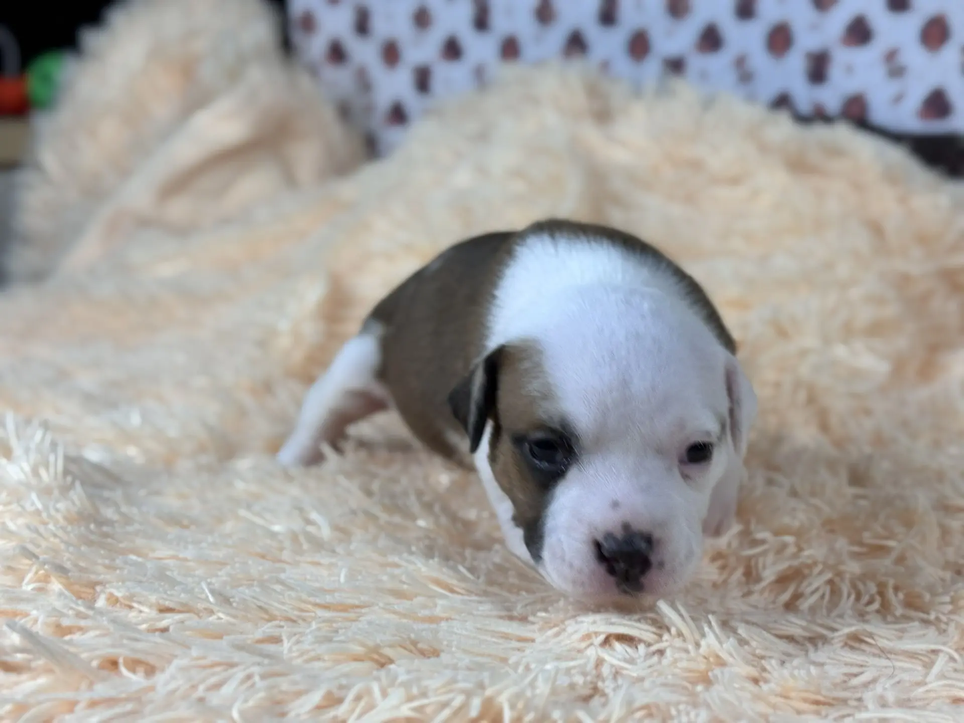 Все свободные щенки. Американский Булли в г. Ростов-на-Дону. Питомник THE POWER OF SIBERIA