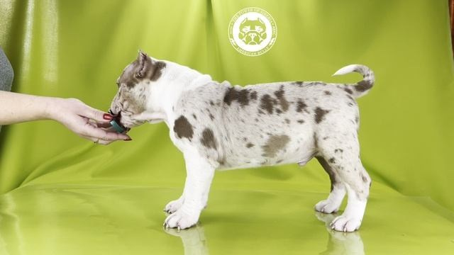 Щеночки от Каспера и Асти. Американский Булли в г. Ростов-на-Дону. Питомник THE POWER OF SIBERIA