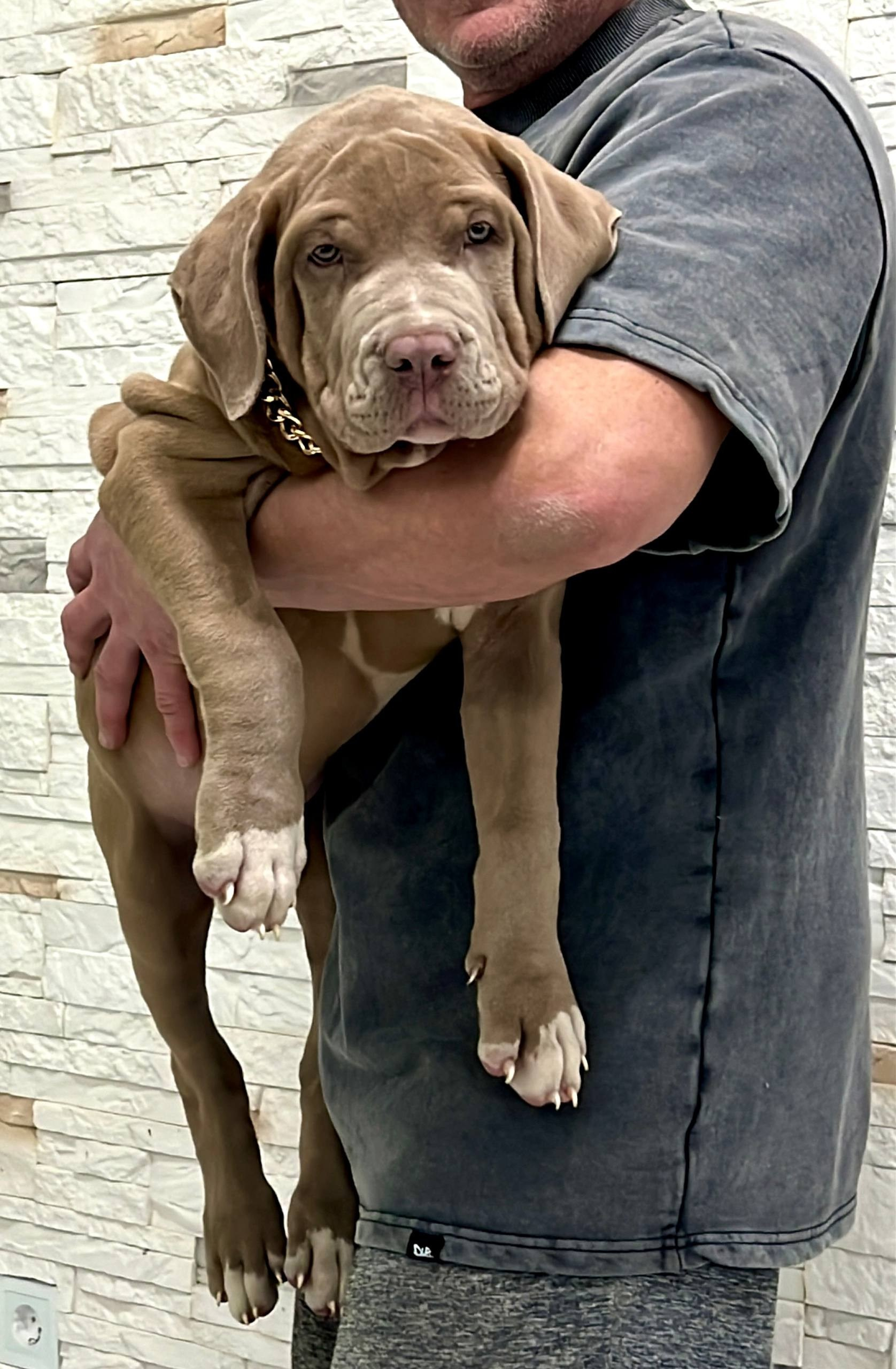 Все свободные щенки. Американские булли XL в г. Калининград. Питомник Great Bully UNIVERSE