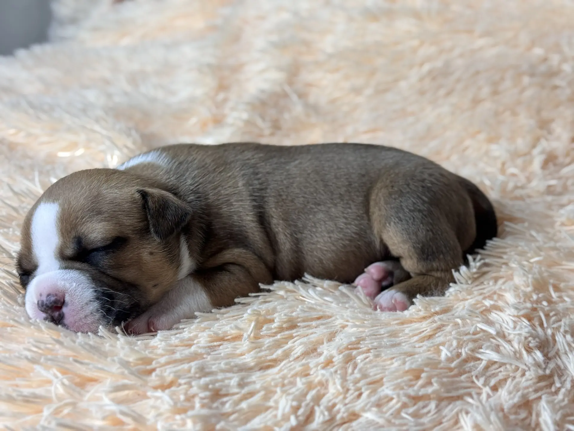 Все свободные щенки. Американский Булли в г. Ростов-на-Дону. Питомник THE POWER OF SIBERIA