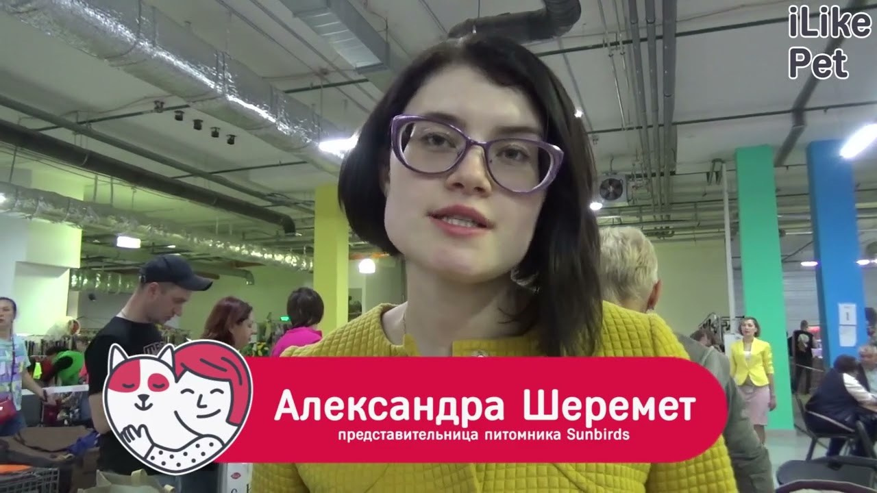 О породе. Питомник Больших Швейцарских Зенненхундов в Калужской области