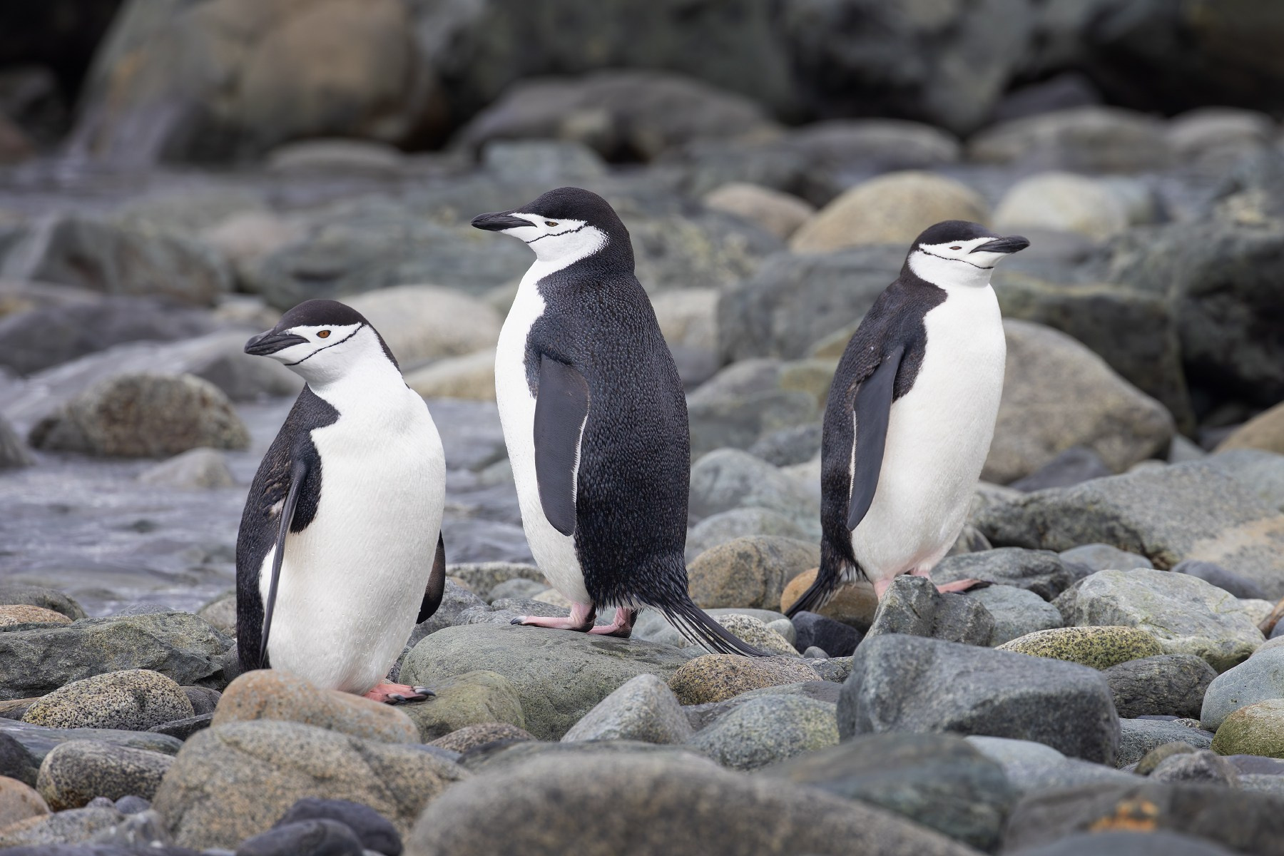 Антарктида, антарктические пингвины («полицейские» пингвины)