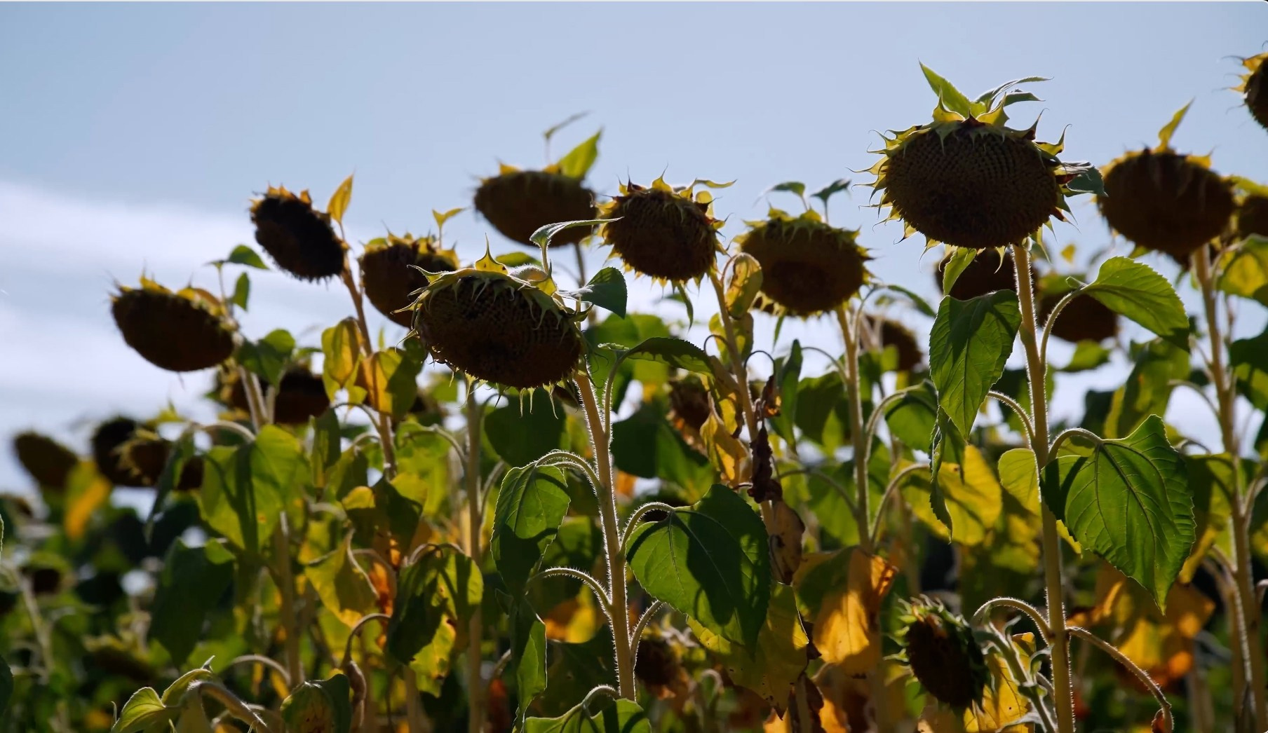 Корпоративное видео заказать в Москве | TOLBATOV PRODUCTION