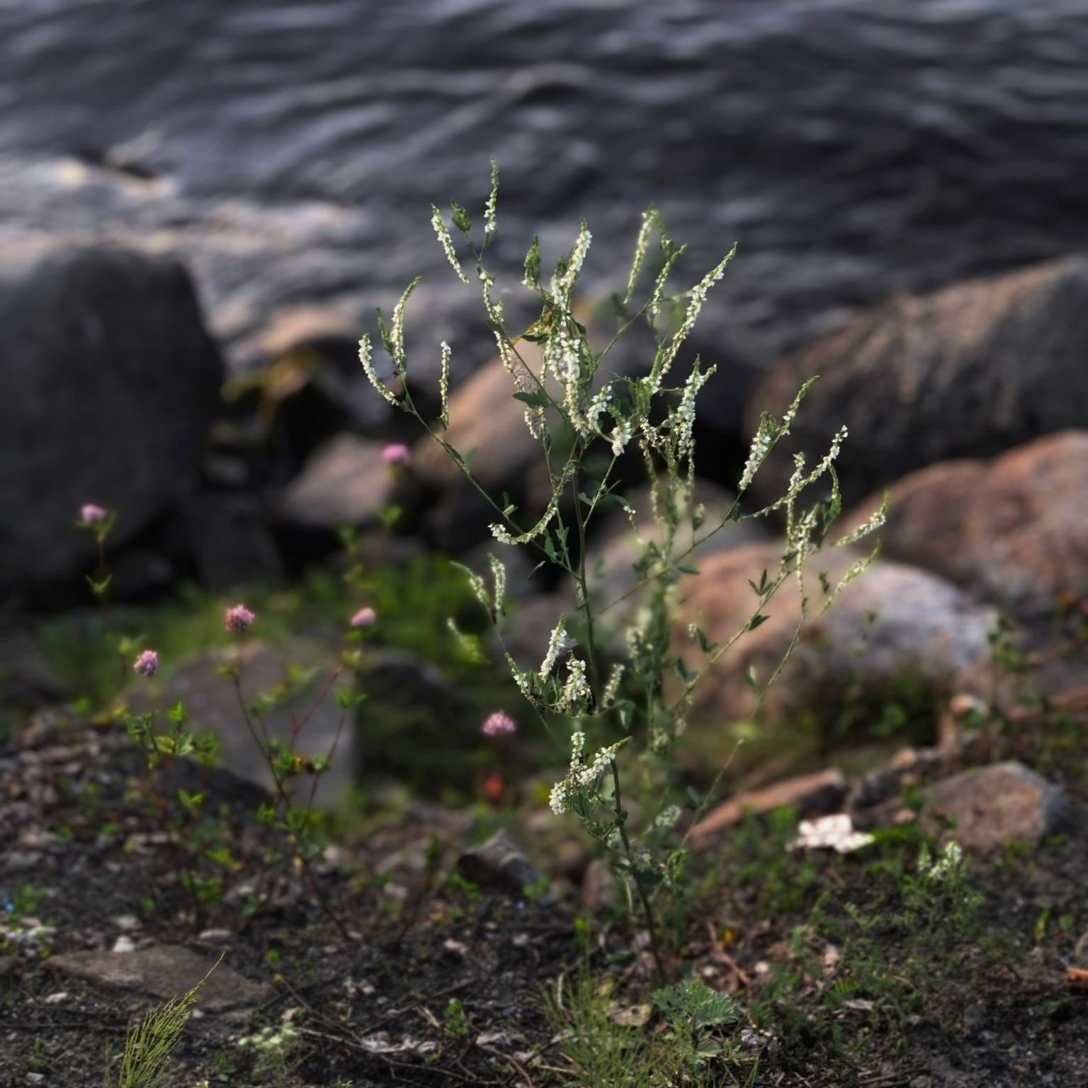 Плёс — лучший туристический город. Купить картину на холсте для интерьера|художник | дизайнер | архитектор Сергей Ратчин в Москве