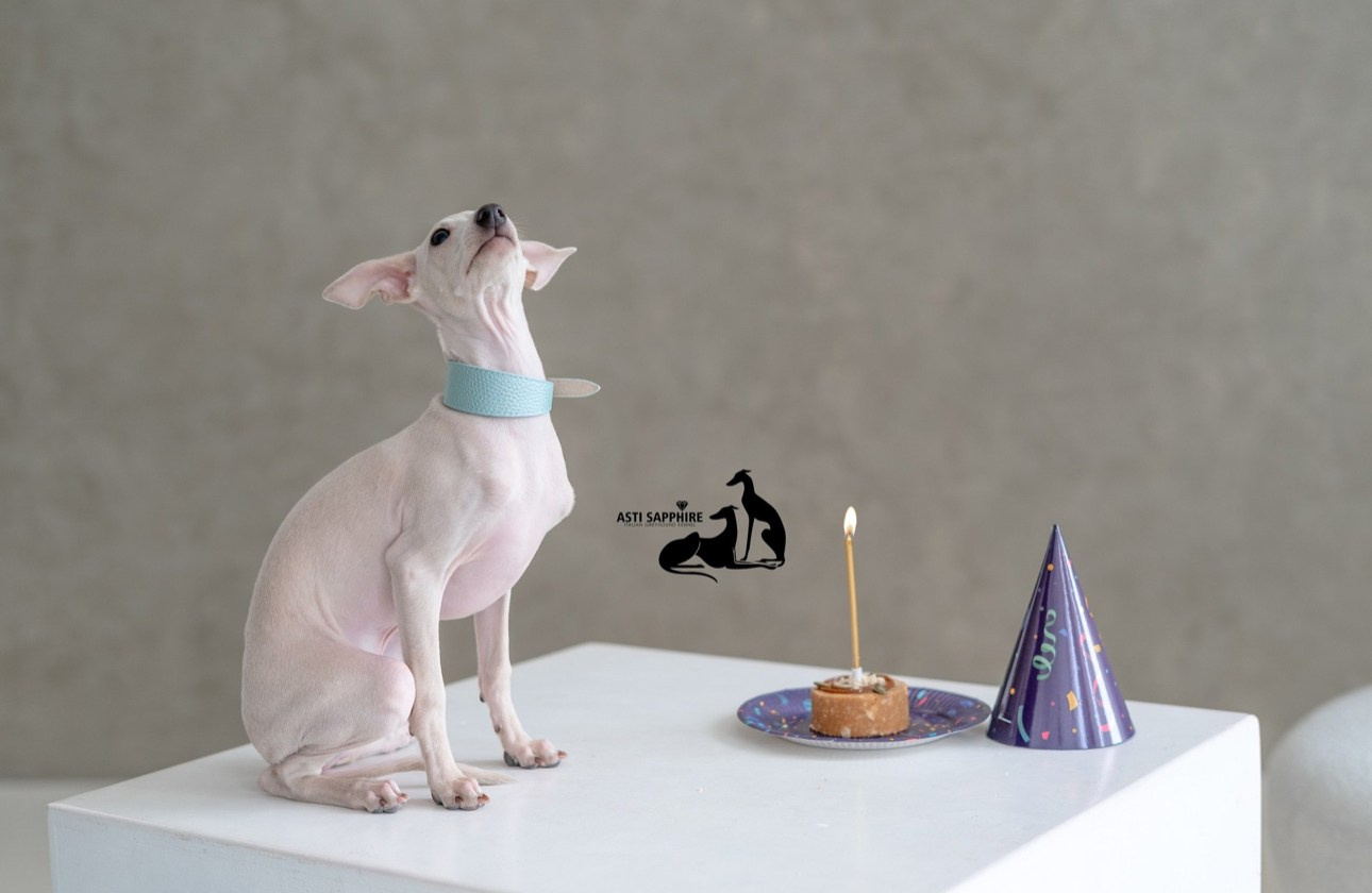 Casper boss. Профессиональный питомник левреток РКФ/FCI ASTI SAPPHIRE 💎 Сочи|Санкт-Петербург