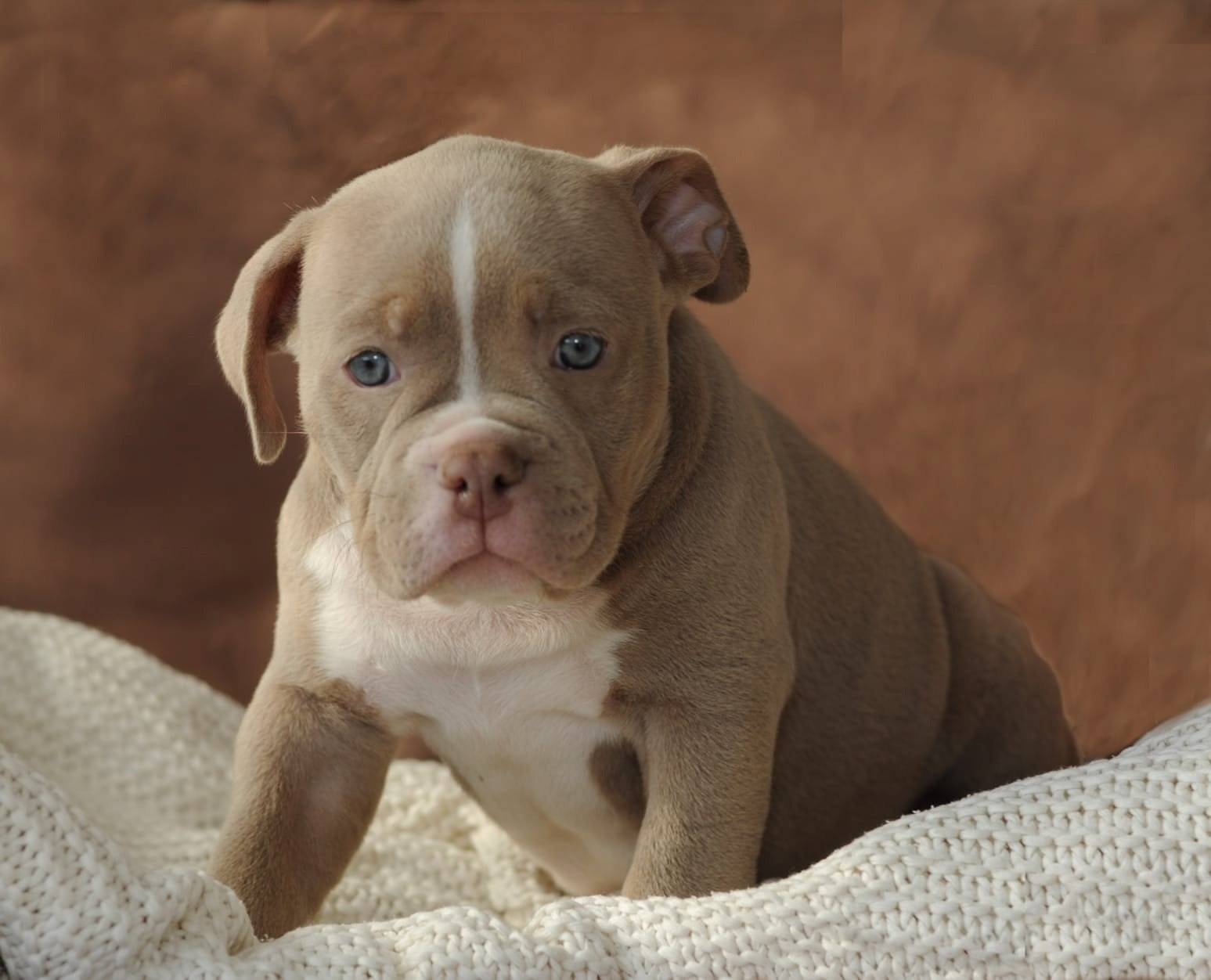 продажа щенков American Bully в Ростове