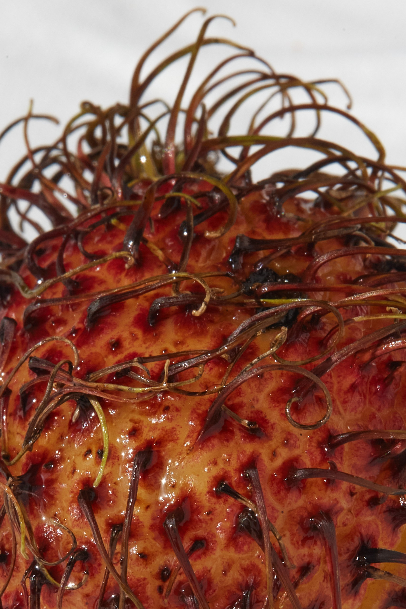 HEYDAY. Daria Blinova