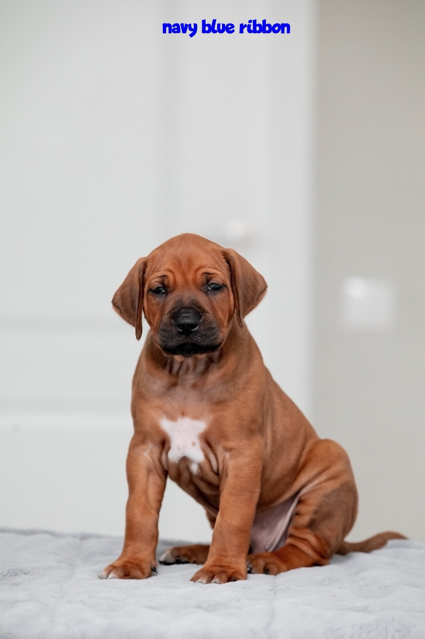 Помет Hakuna Matata. Родезийские Риджбеки в Санкт-Петербурге