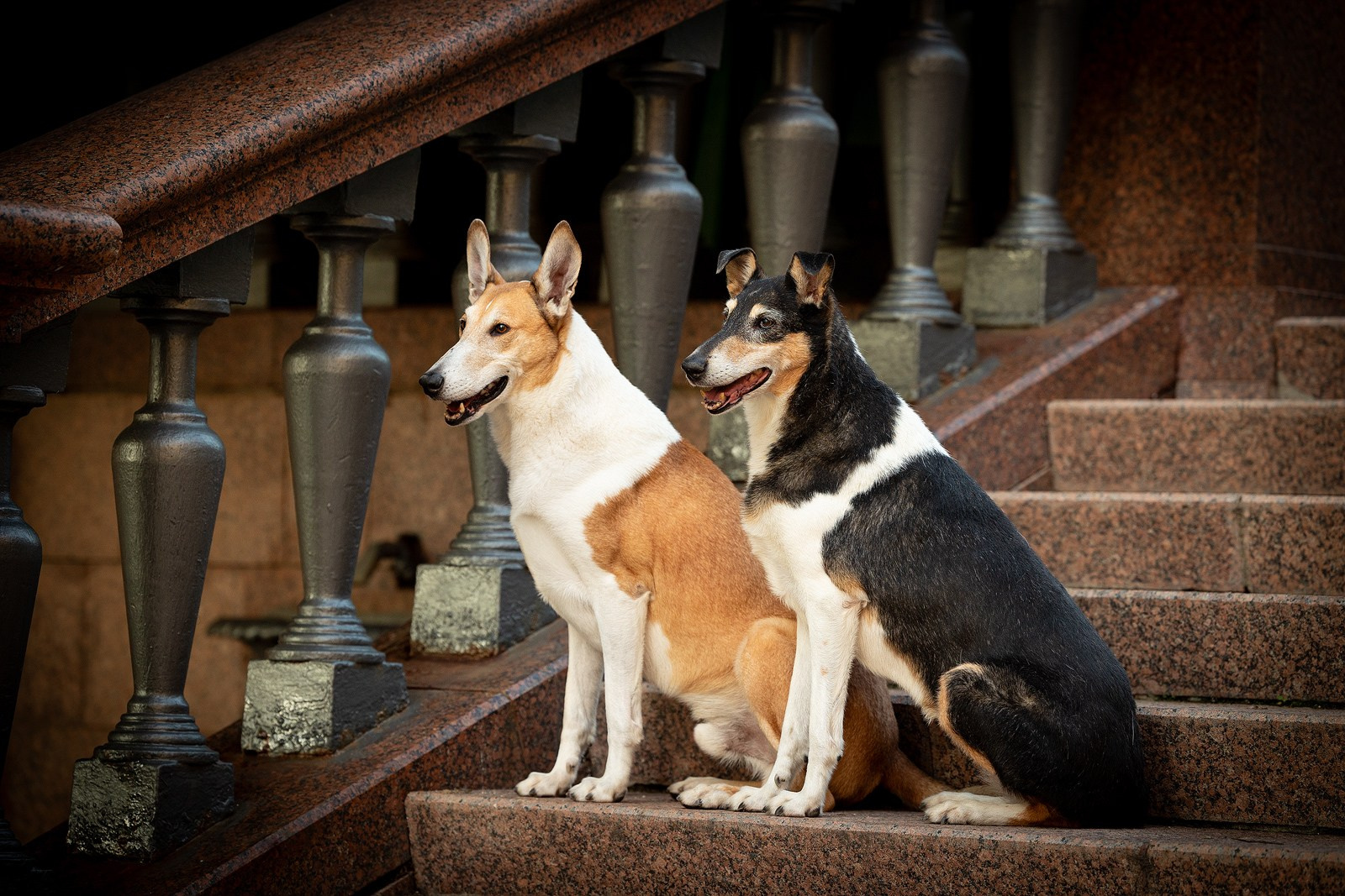 Винтик и Вита в городе. Фотограф-анималист Natalia Deingel | Фотосъемка собак в Москве